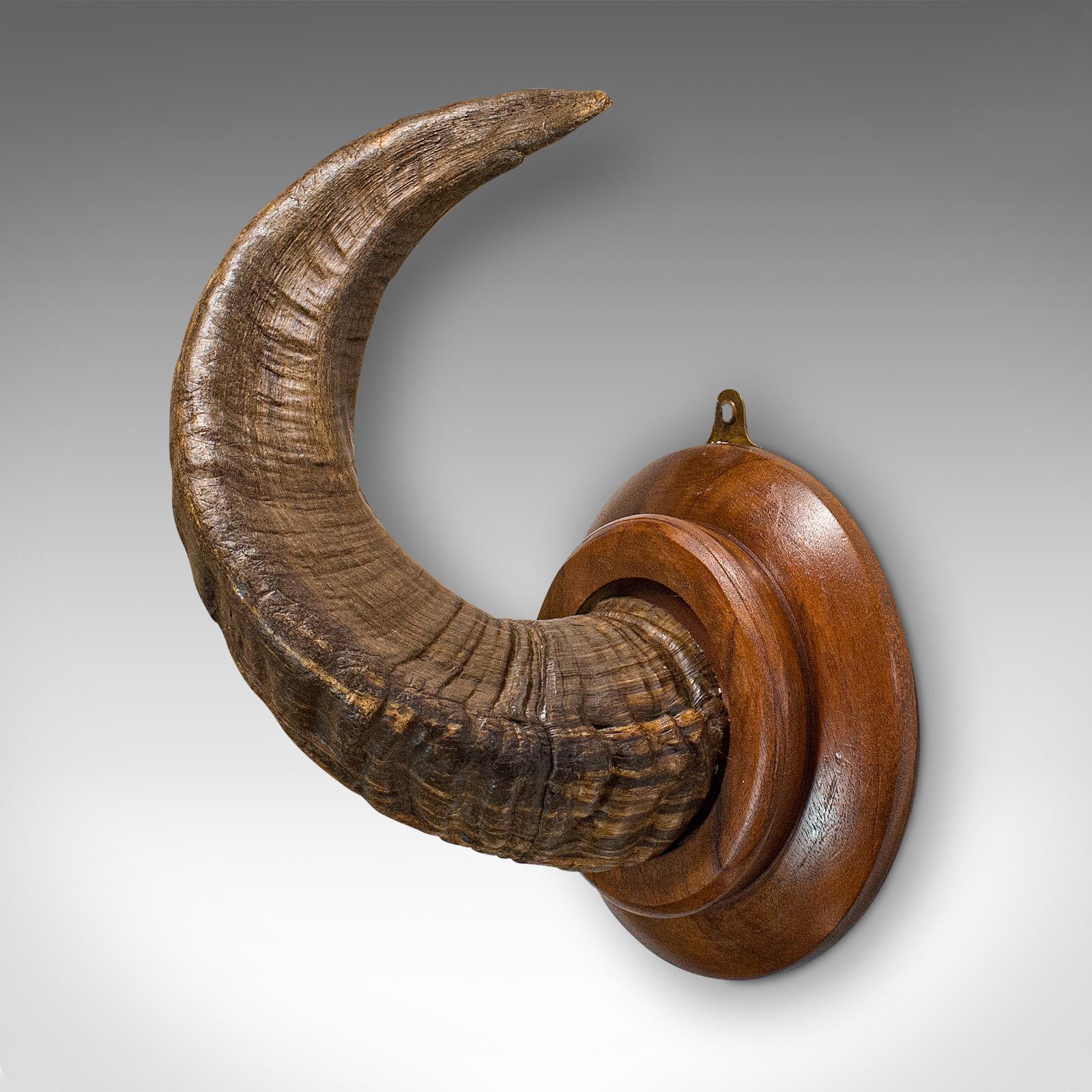 This is a vintage ram's horn. An English, mounted display piece, dating to the late 20th century, circa 1970.

Distinctive countryside decor
Displaying a desirable aged patina
Ram's horn with fantastic curled form and grain detail
Mounted