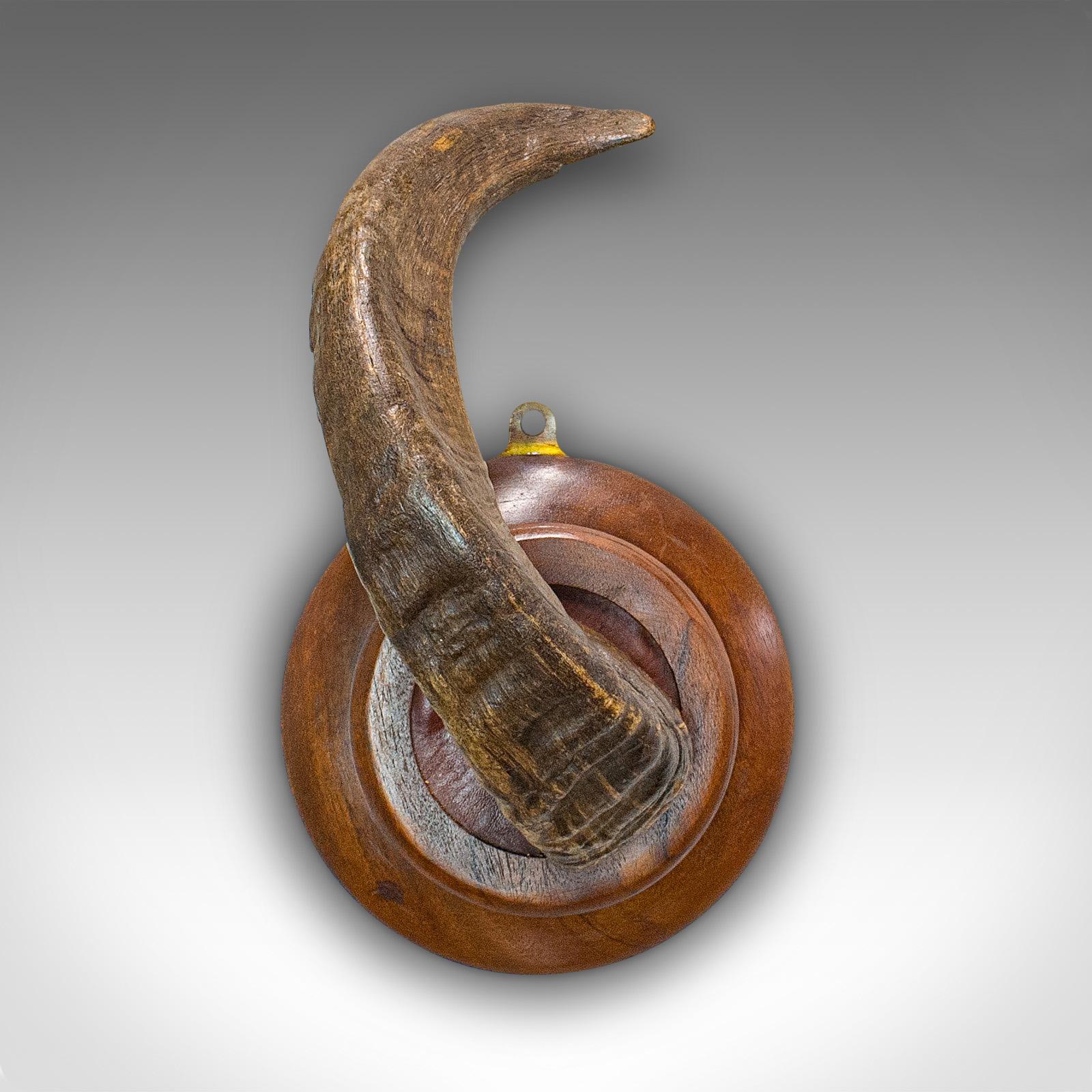 Vintage Ram's Horn, English, Mounted Display Piece, 20th Century, circa 1970 In Good Condition For Sale In Hele, Devon, GB
