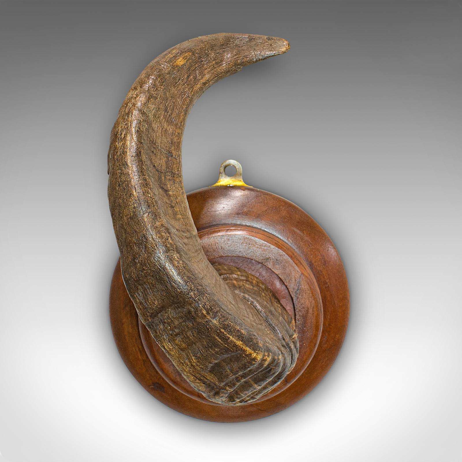 Vintage Ram's Horn, English, Mounted Display Piece, 20th Century, circa 1970 For Sale 1