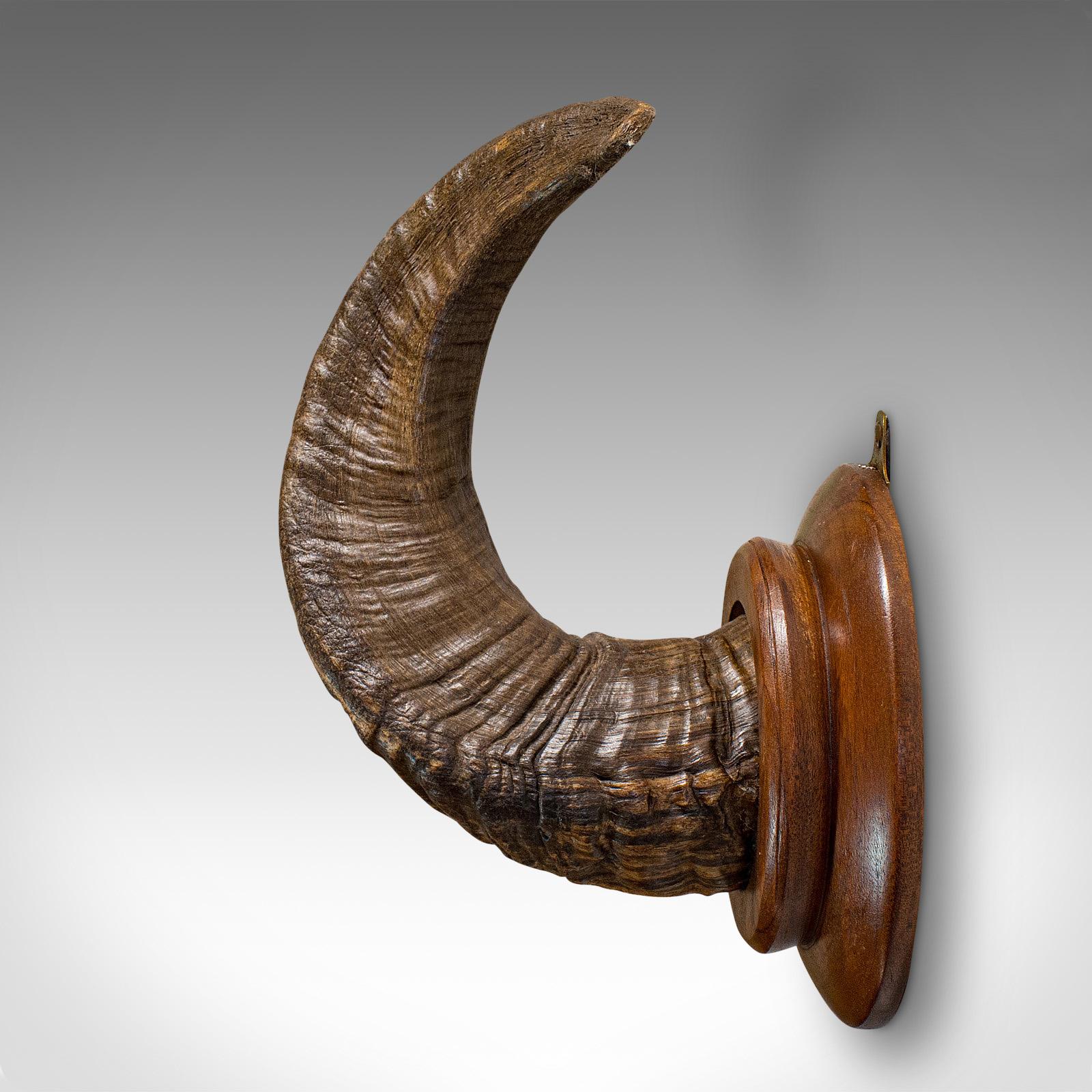 Vintage Ram's Horn, English, Mounted Display Piece, 20th Century, circa 1970 For Sale 2