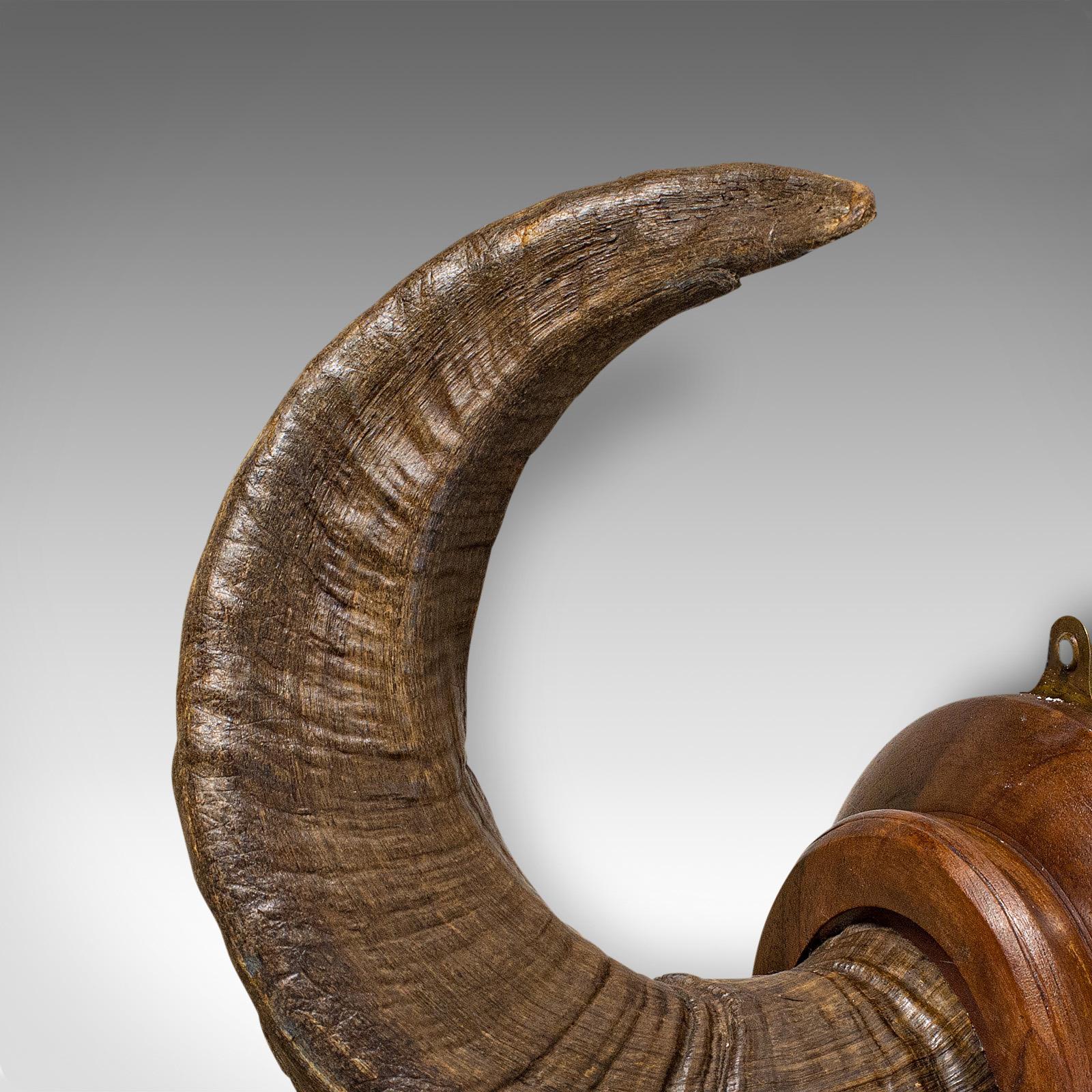 Vintage Ram's Horn, English, Mounted Display Piece, 20th Century, circa 1970 For Sale 3