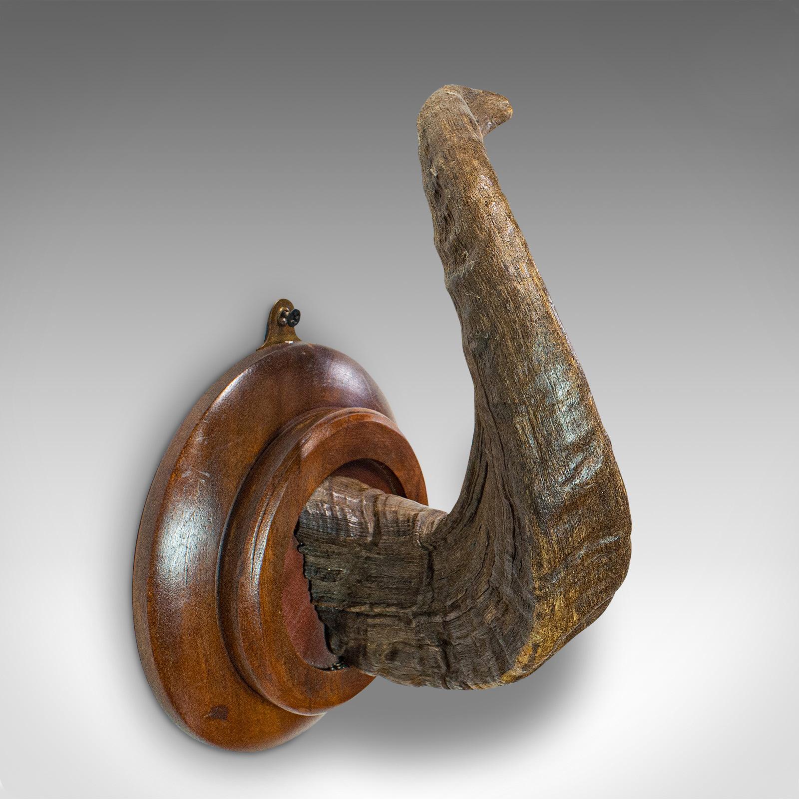 Vintage Ram's Horn, English, Mounted Display Piece, 20th Century, circa 1970 For Sale 4