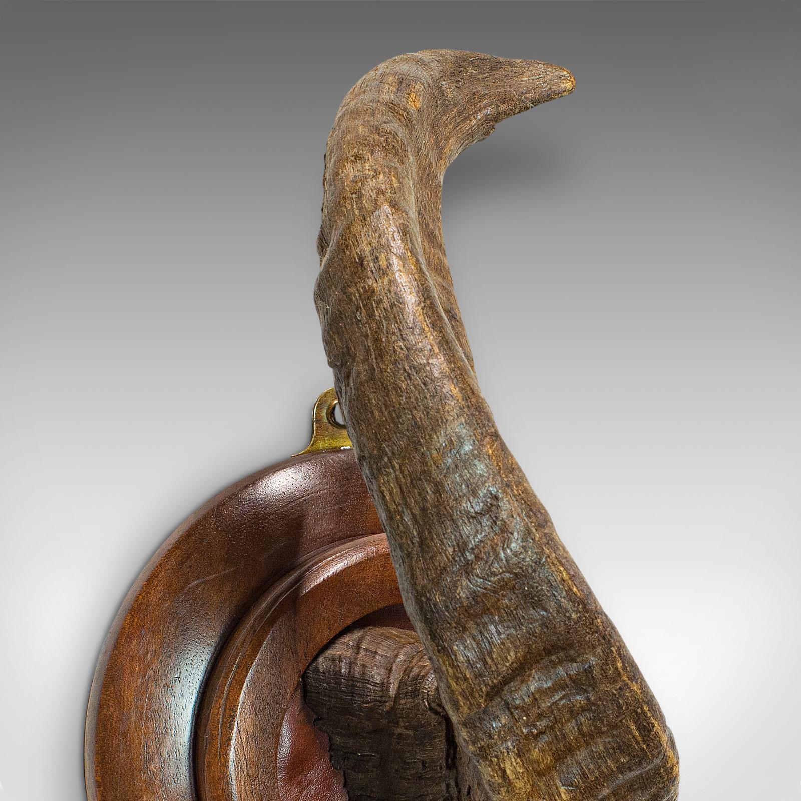Vintage Ram's Horn, English, Mounted Display Piece, 20th Century, circa 1970 For Sale 5