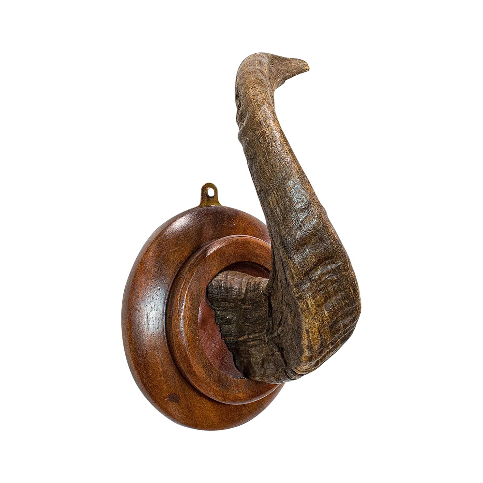 Vintage Ram's Horn, English, Mounted Display Piece, 20th Century, circa 1970 For Sale