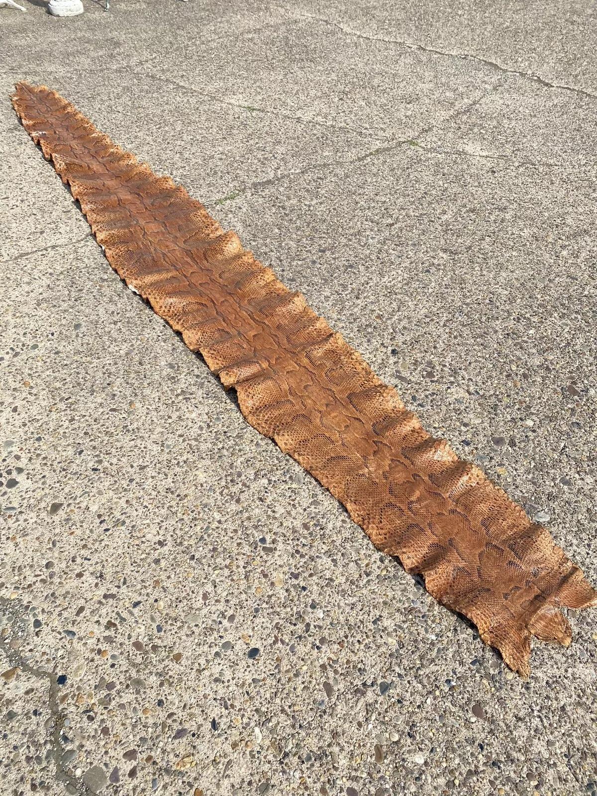 Vintage Rare Full Body Long 14 Foot Rock Python Snakeskin Shed Taxidermy For Sale 4