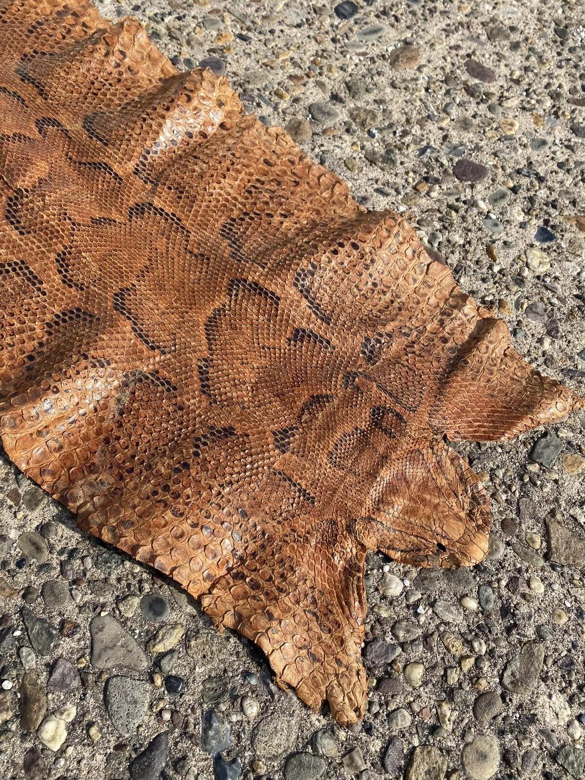 Unknown Vintage Rare Full Body Long 14 Foot Rock Python Snakeskin Shed Taxidermy For Sale