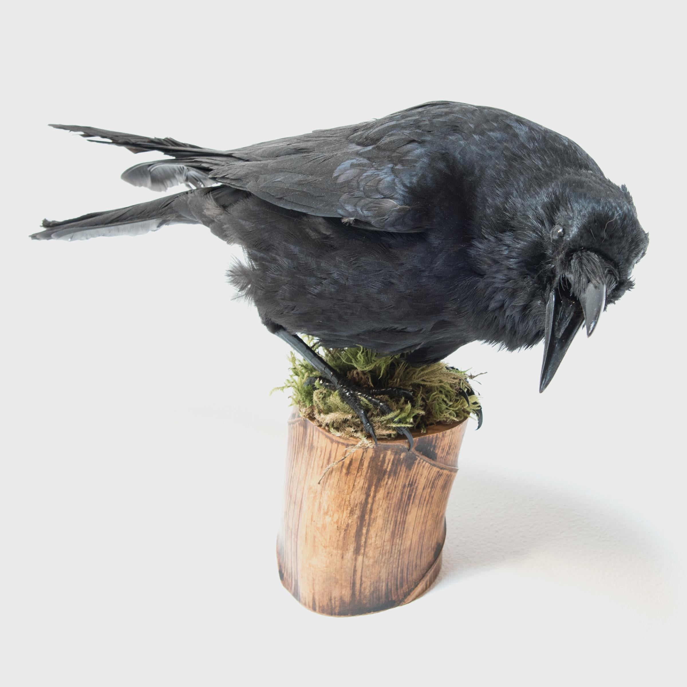 This unique sculptural composition beautifully pairs the art of taxidermy with a buddha belly bamboo base, a material collected by many Chinese artisans. The raven is poised in mid-caw, ready to burst into flight. There are several Chinese legends
