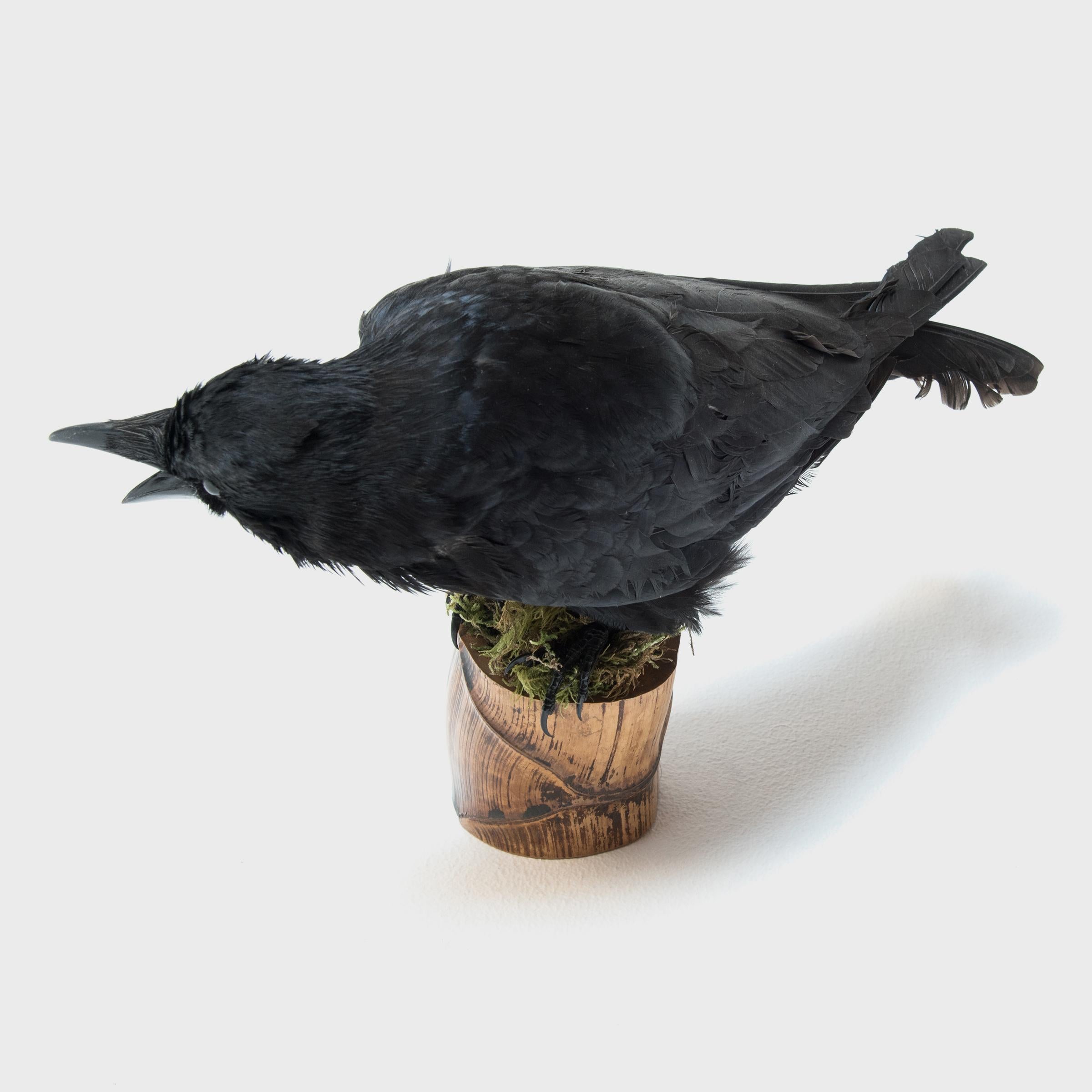 American Vintage Raven Taxidermy on Buddha Belly Bamboo