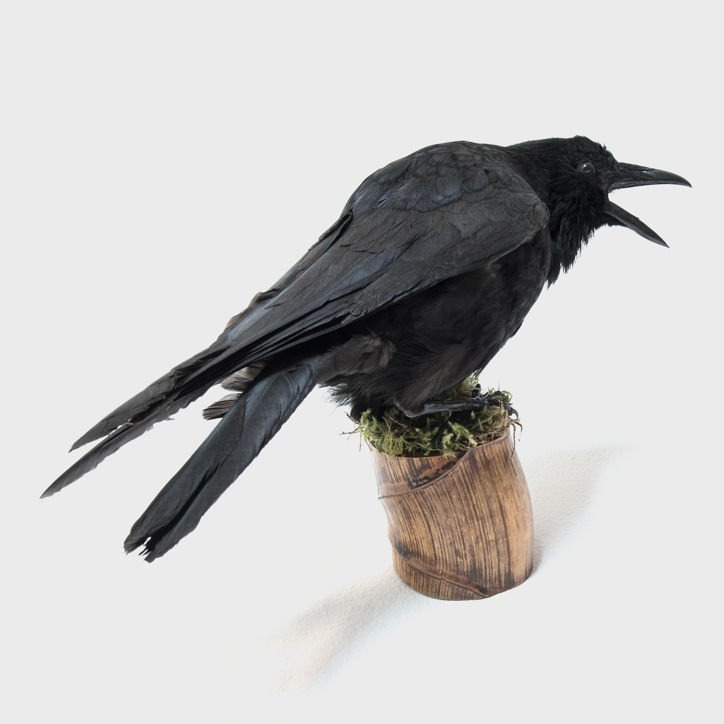 Vintage Raven Taxidermy on Buddha Belly Bamboo In Good Condition In Chicago, IL