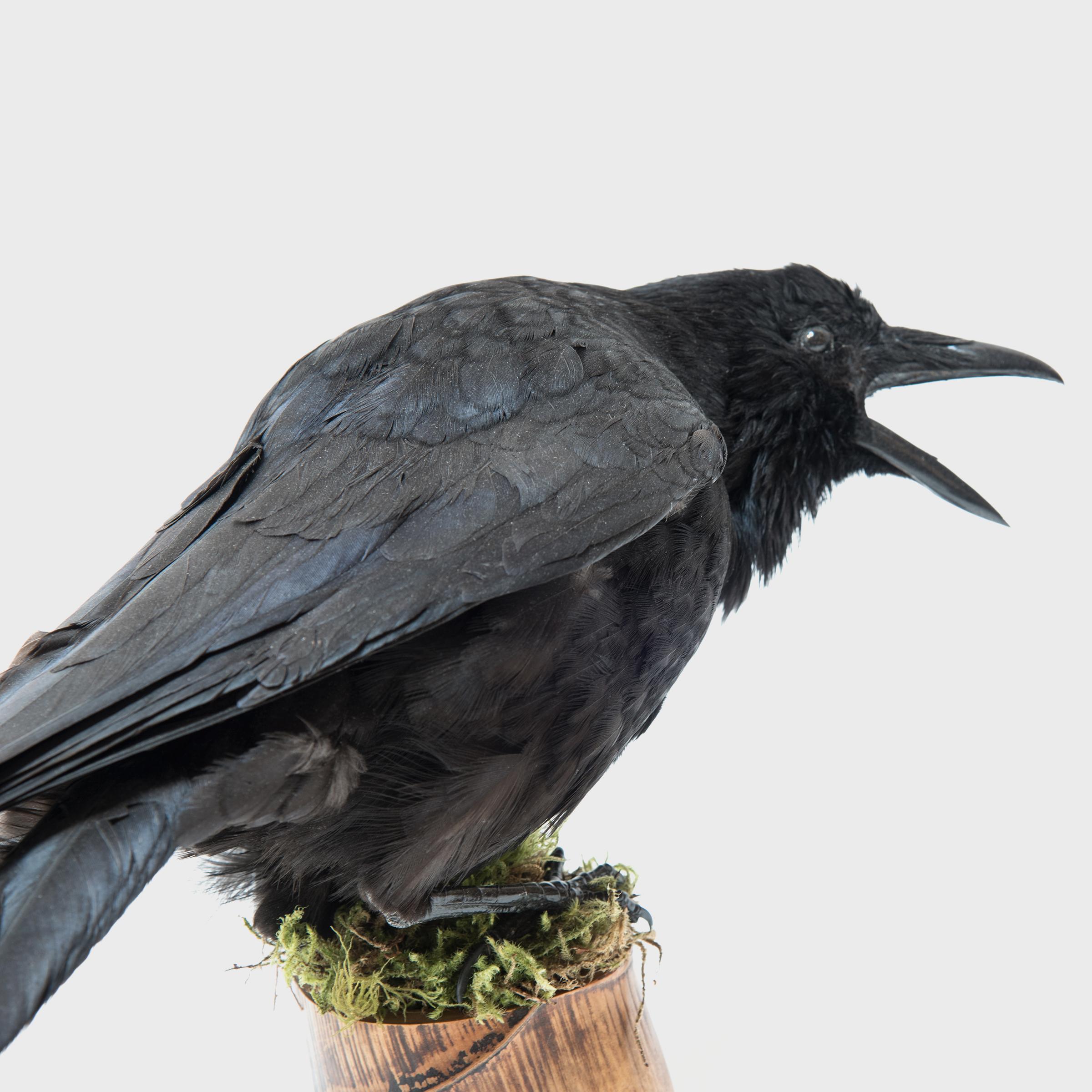 Contemporary Vintage Raven Taxidermy on Buddha Belly Bamboo