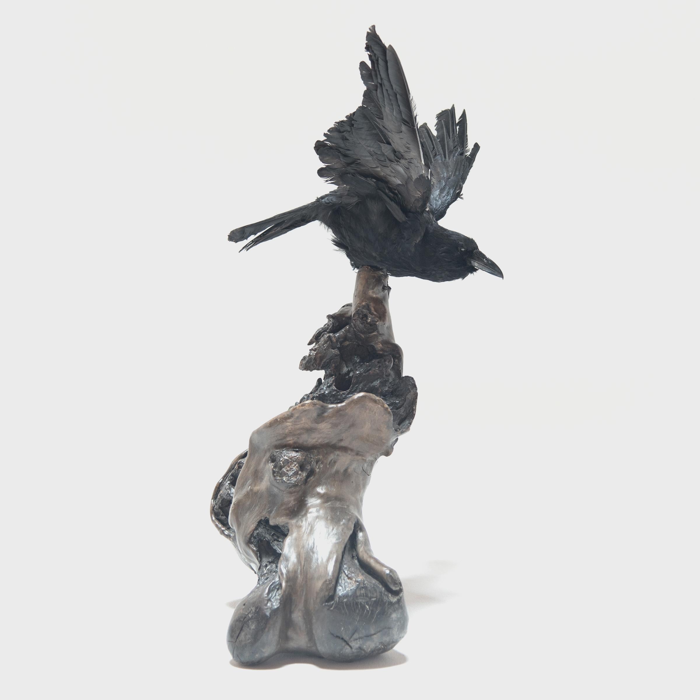 This unique sculptural composition beautifully pairs the naturalism of taxidermy with an abstract 19th century Chinese wooden scholars' root. The raven is poised as is mid-caw, ready to burst into flight. Several Chinese legends reference the raven