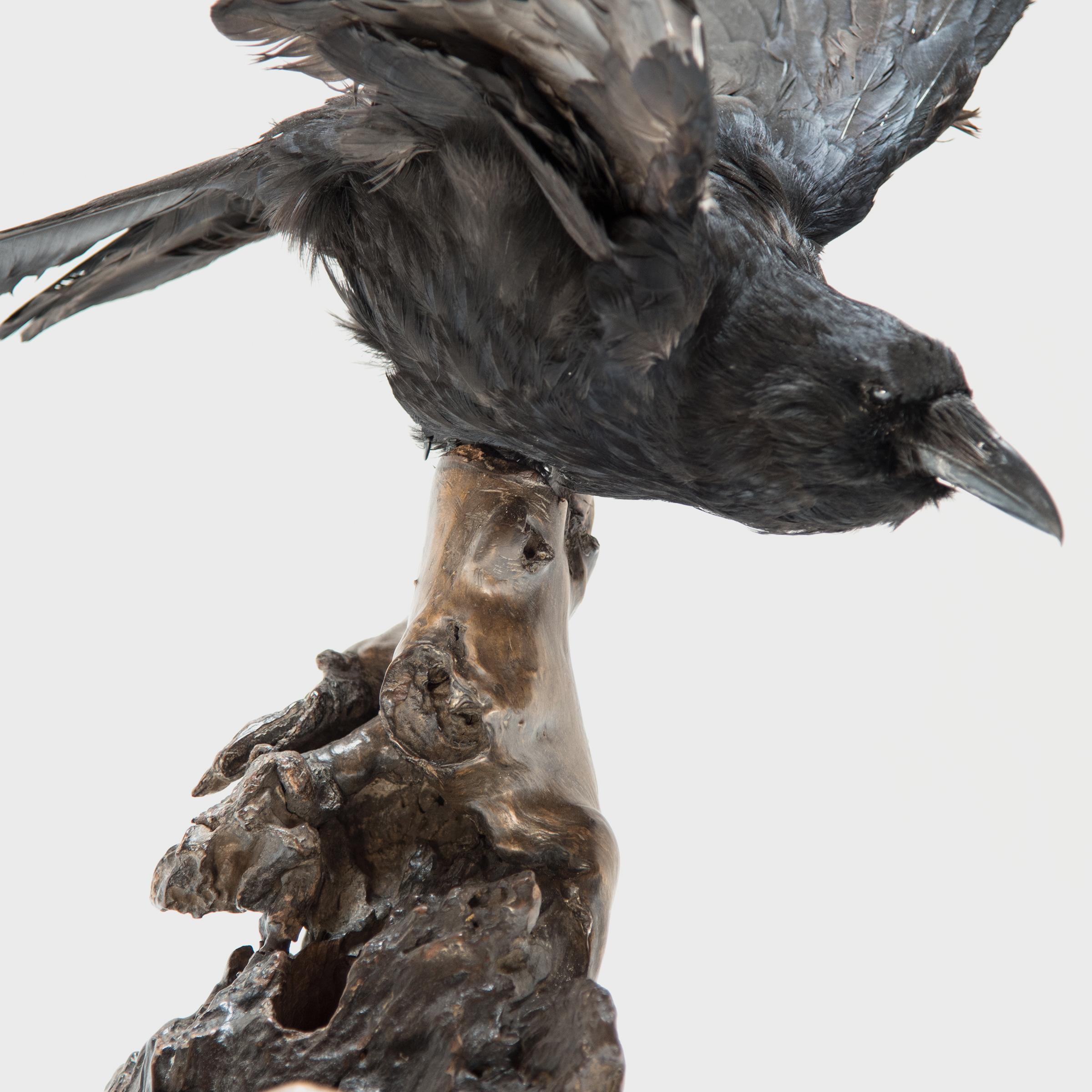 Raven Taxidermie auf Wurzelholz-Skulptur, Vintage im Zustand „Gut“ im Angebot in Chicago, IL