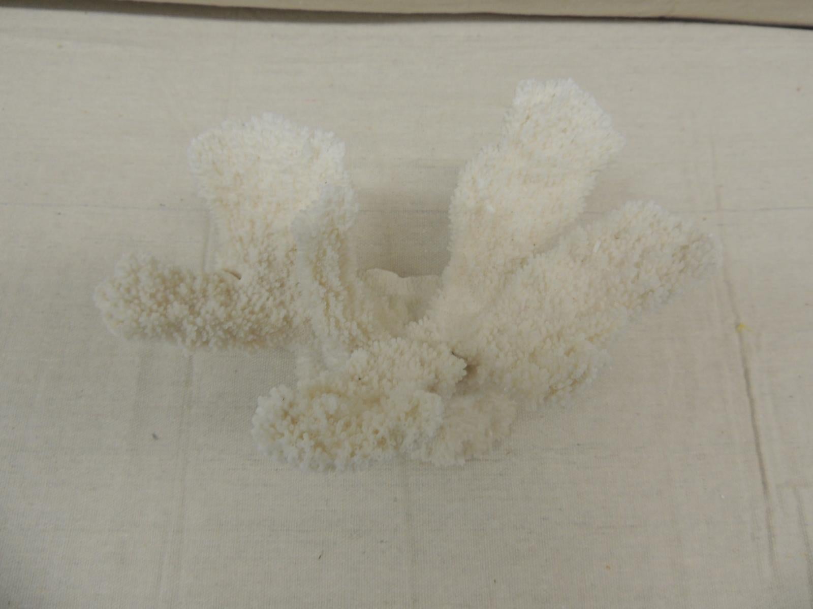 Bohemian Vintage Real White Coral Specimen