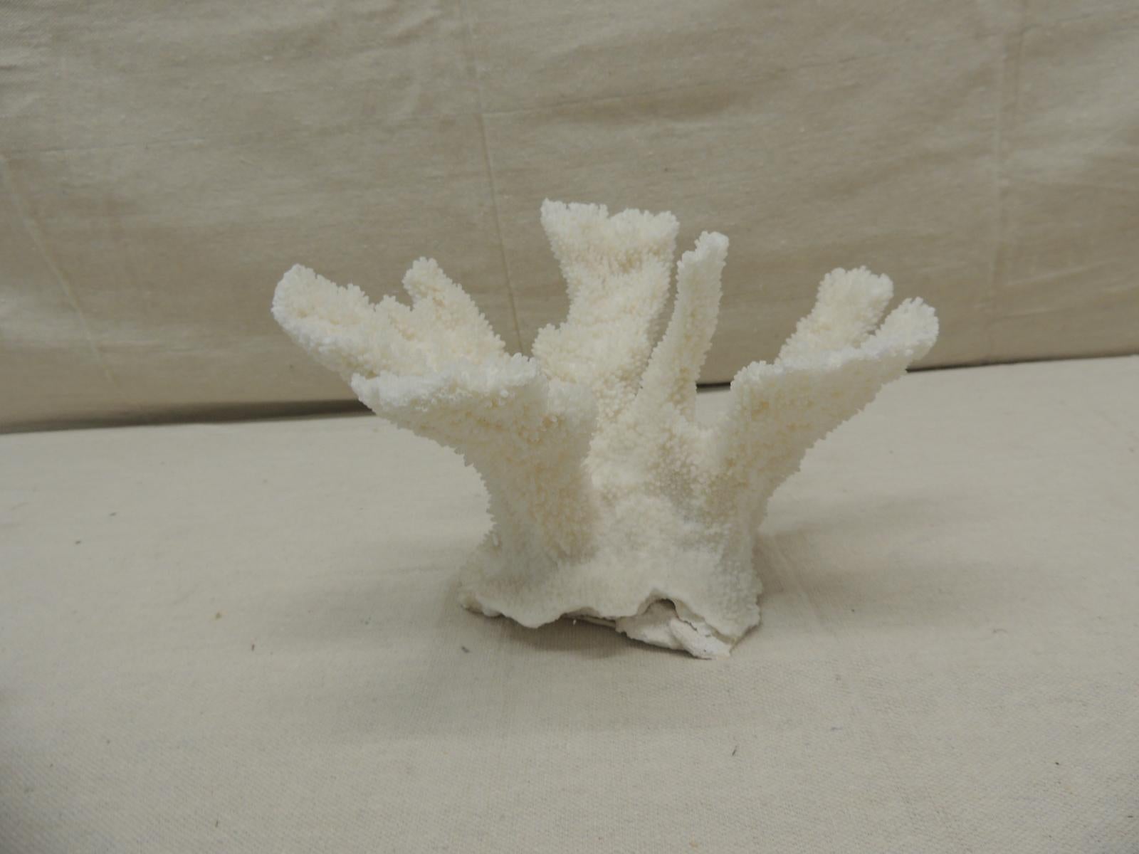 Etched Vintage Real White Coral Specimen