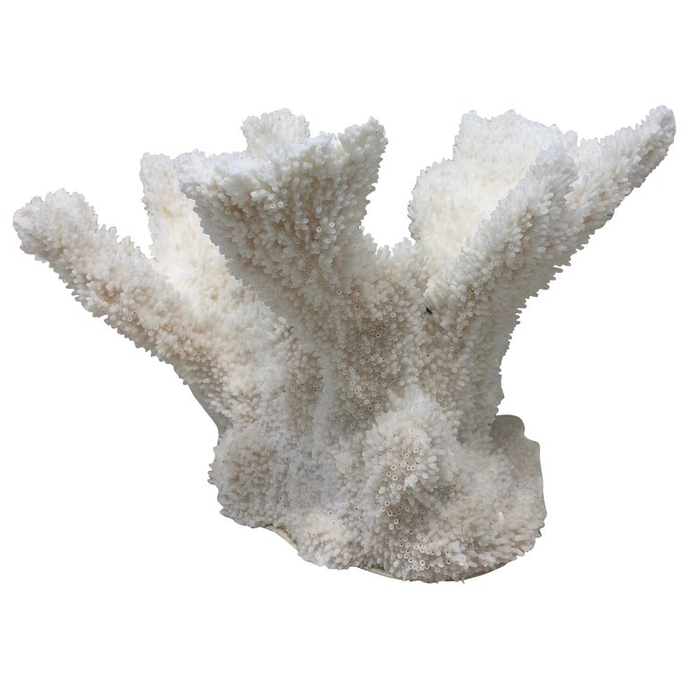 Vintage Real White Coral Specimen For Sale at 1stDibs