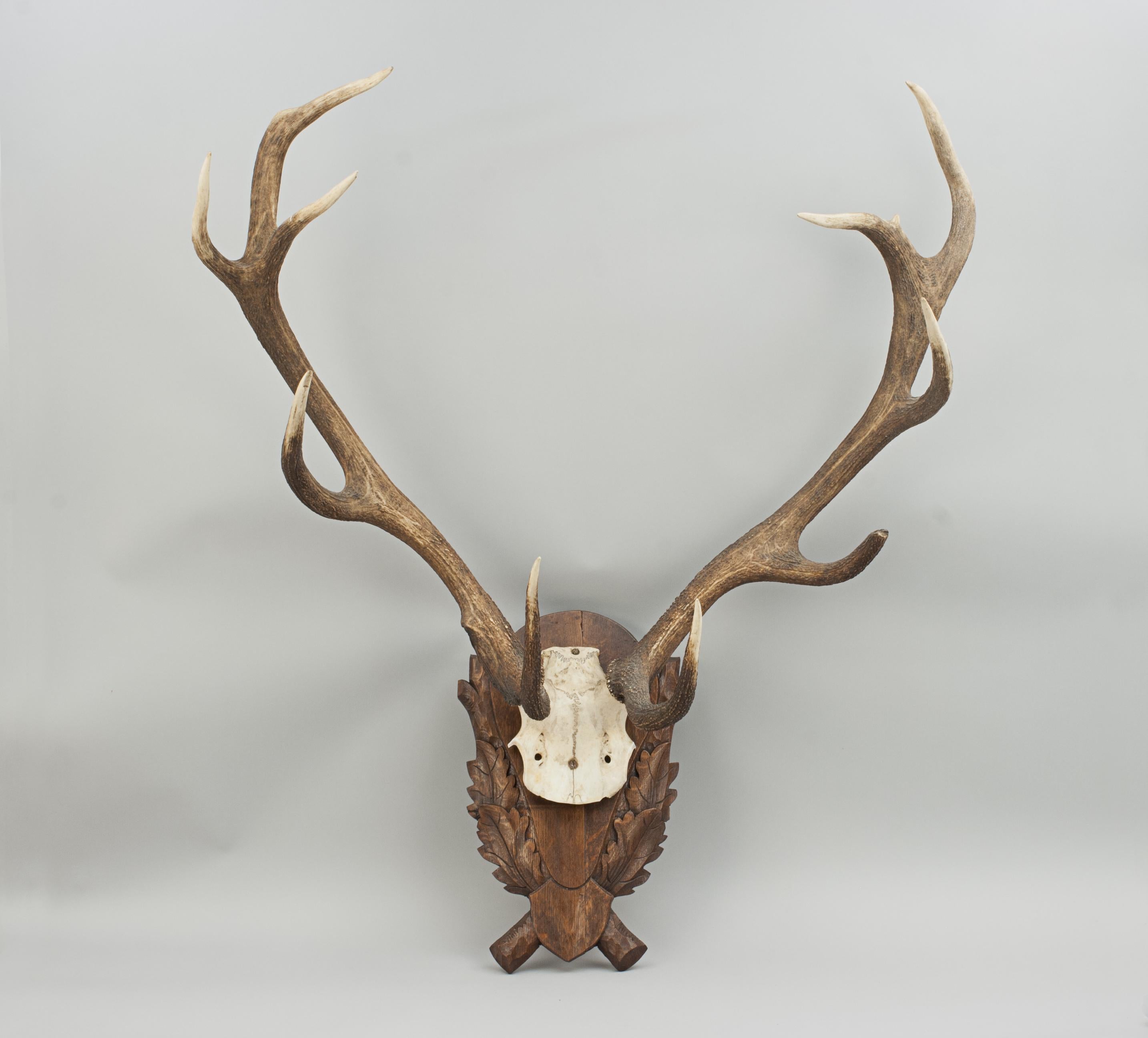 Vintage Red Deer Antlers on Oak Shield, Antique Taxidermy 2