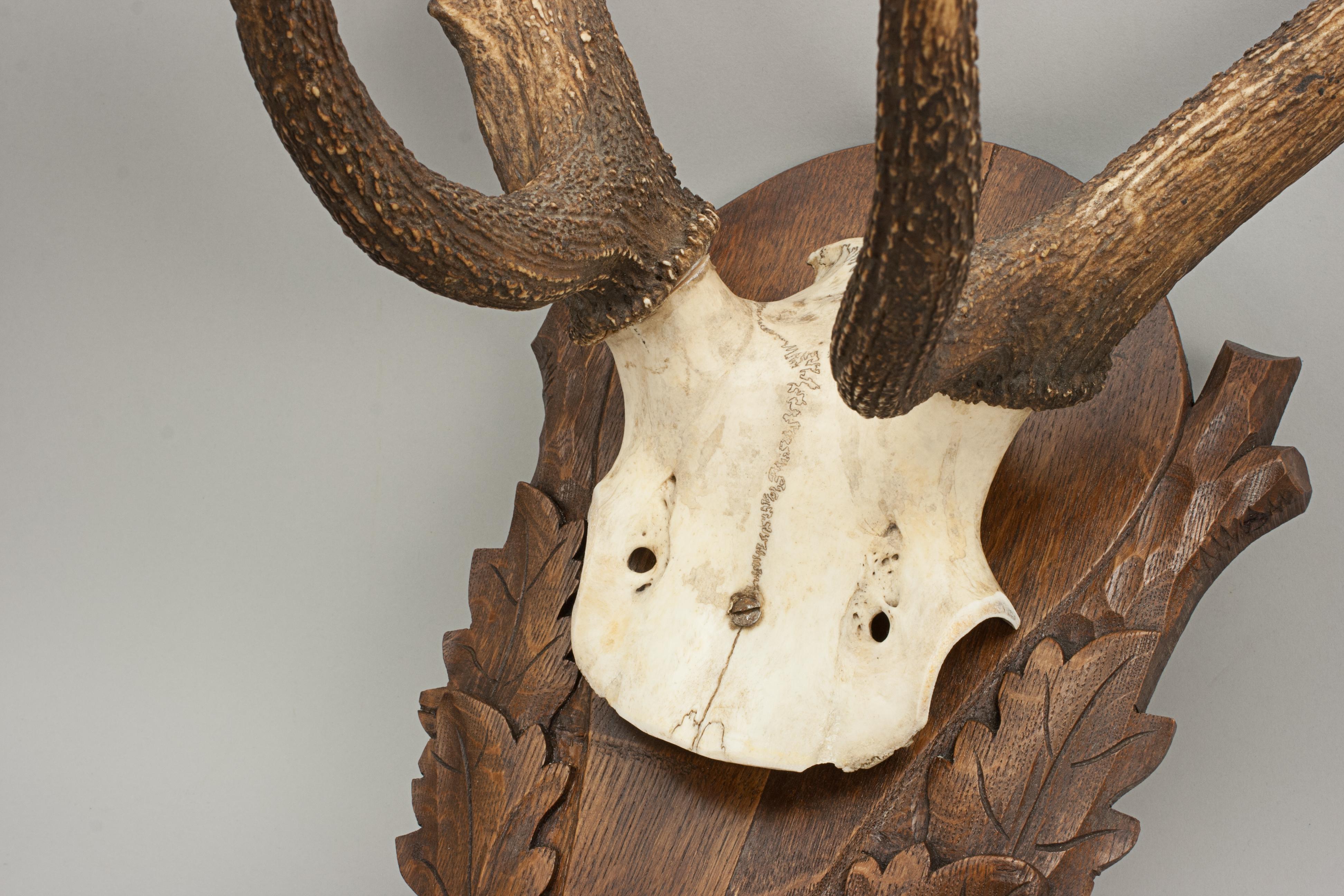 Vintage Red Deer Antlers on Oak Shield, Antique Taxidermy 3