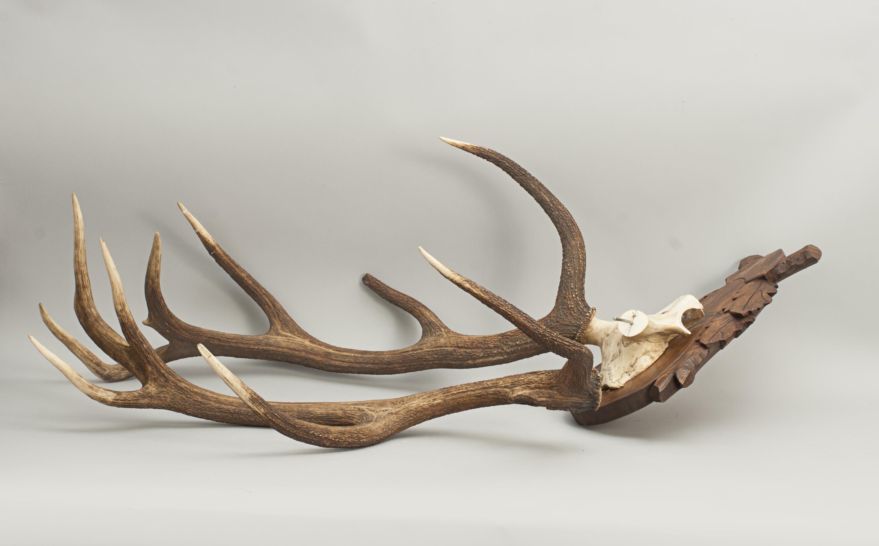 Vintage Red Deer Antlers on Oak Shield, Antique Taxidermy 4