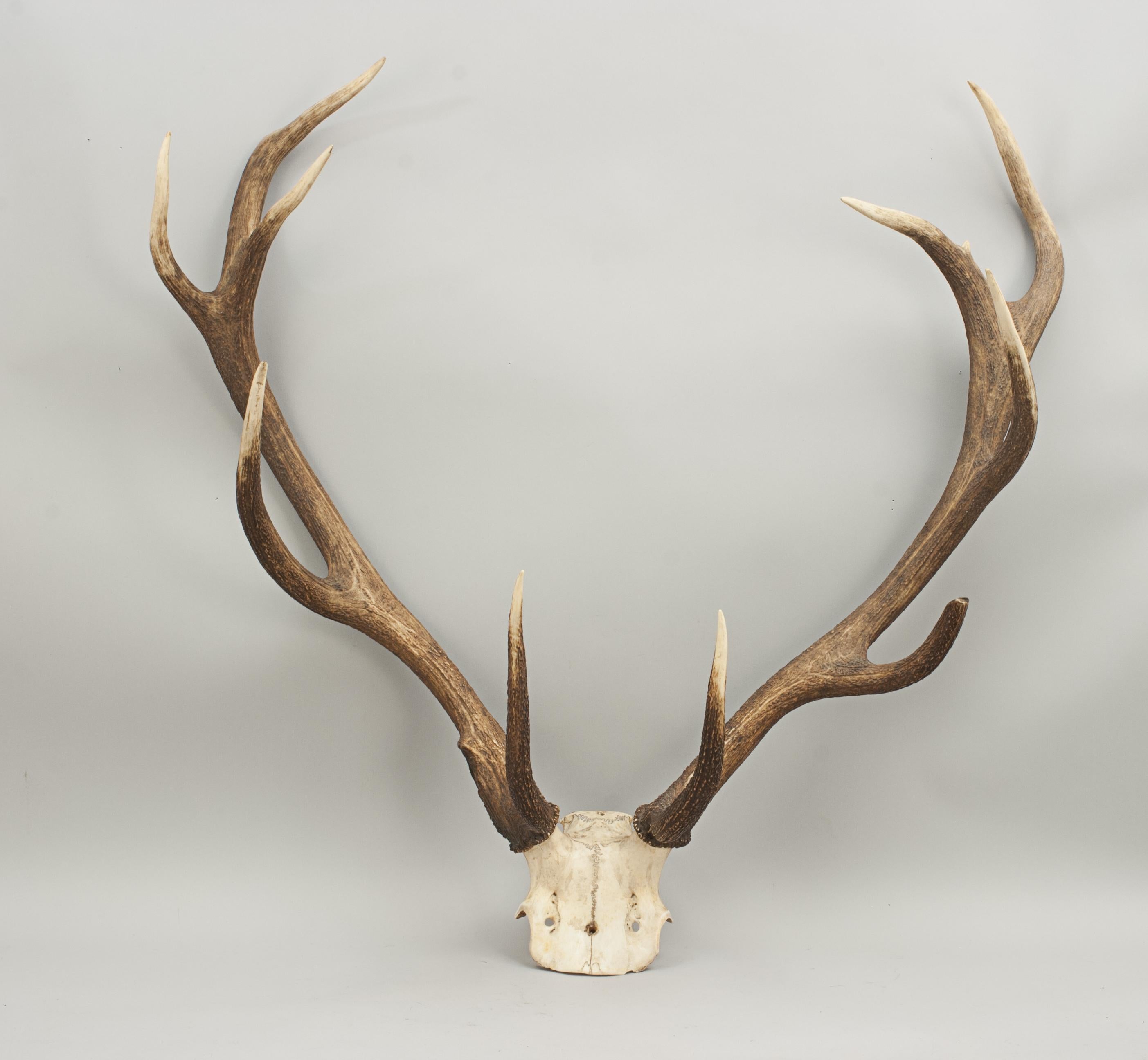 Vintage Red Deer Antlers on Oak Shield, Antique Taxidermy 7