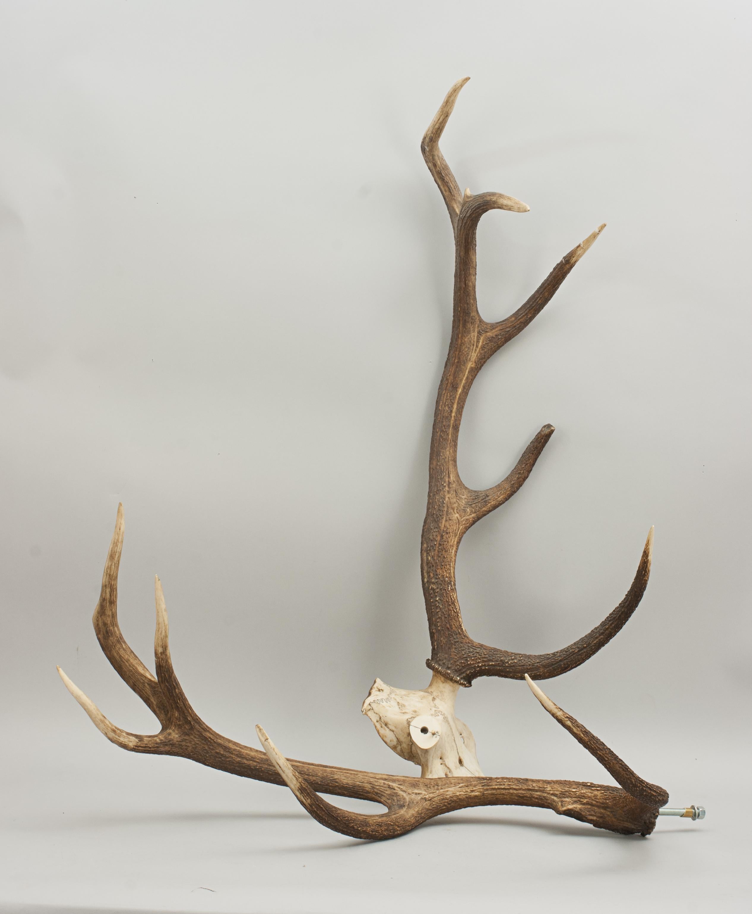 Vintage Red Deer Antlers on Oak Shield, Antique Taxidermy 9