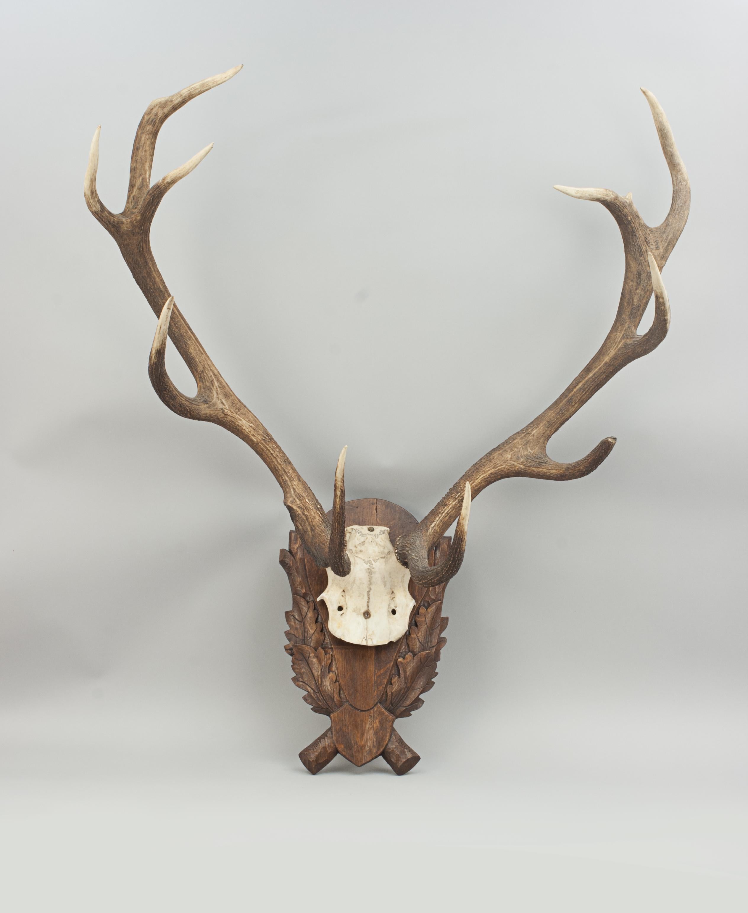 Set of mounted red deer antlers.
A large pair of 10 point red deer antlers with skull cap, mounted onto an oak shield carved with oak leaves. These stag antlers are an excellent wall display. As the Taxidermist is unknown it is very difficult to