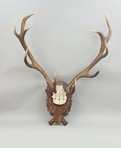 Vintage Red Deer Antlers on Oak Shield, Antique Taxidermy