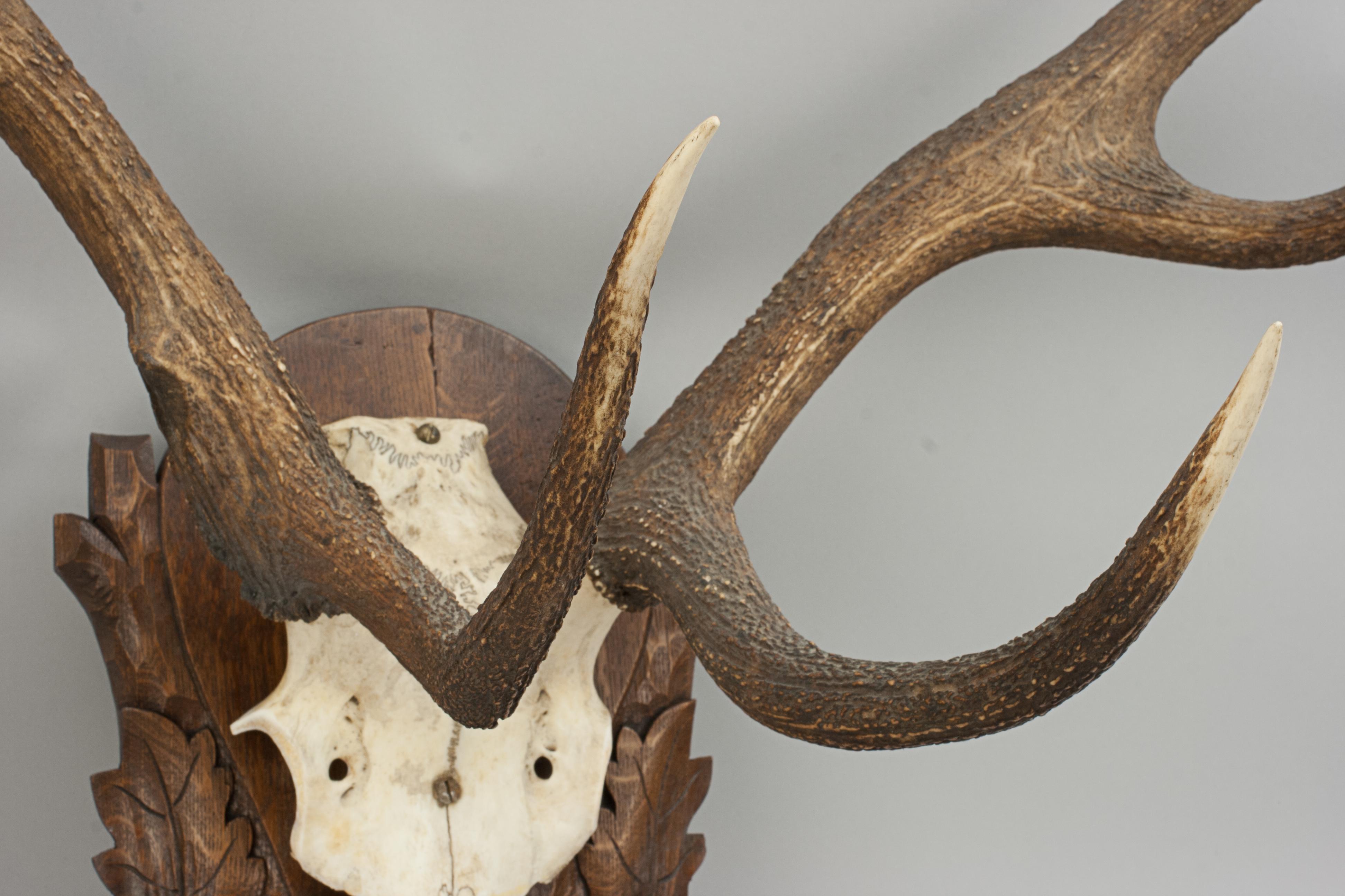Vintage Red Deer Antlers on Oak Shield, Antique Taxidermy In Good Condition In Oxfordshire, GB