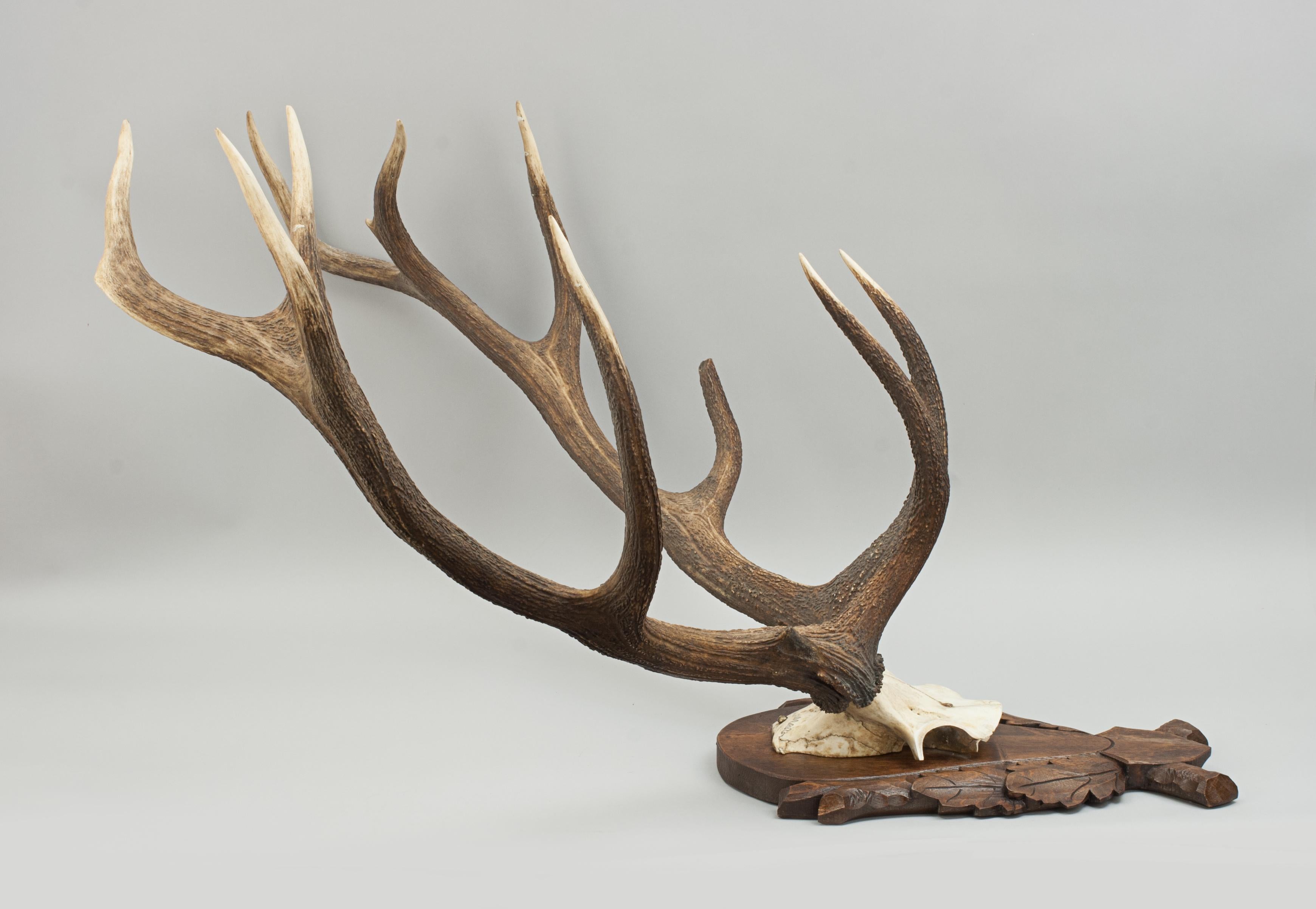 20th Century Vintage Red Deer Antlers on Oak Shield, Antique Taxidermy