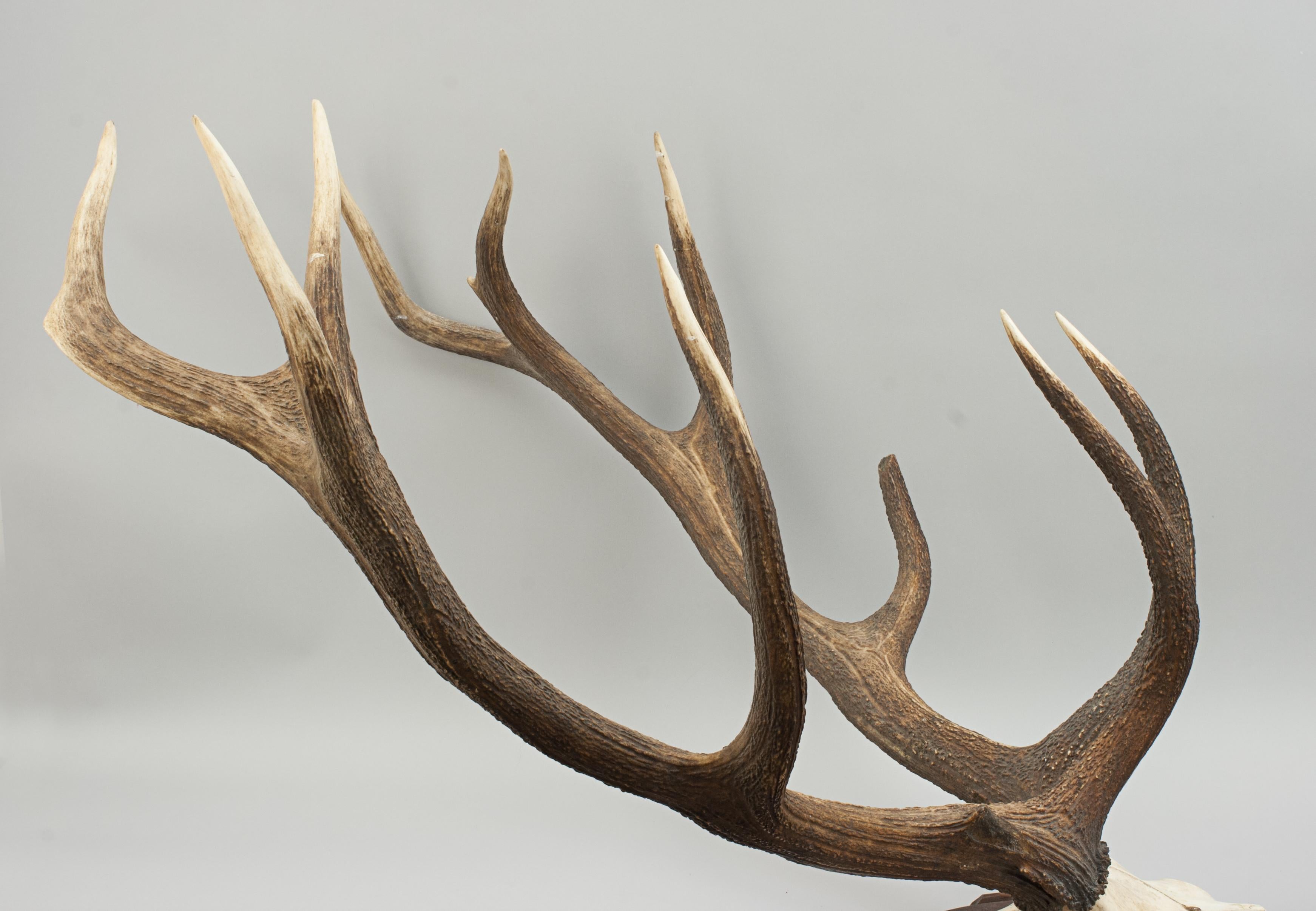 Vintage Red Deer Antlers on Oak Shield, Antique Taxidermy 1