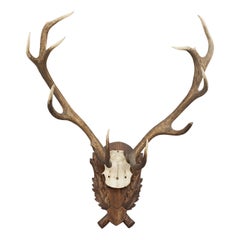 Vintage Red Deer Antlers on Oak Shield, Antique Taxidermy