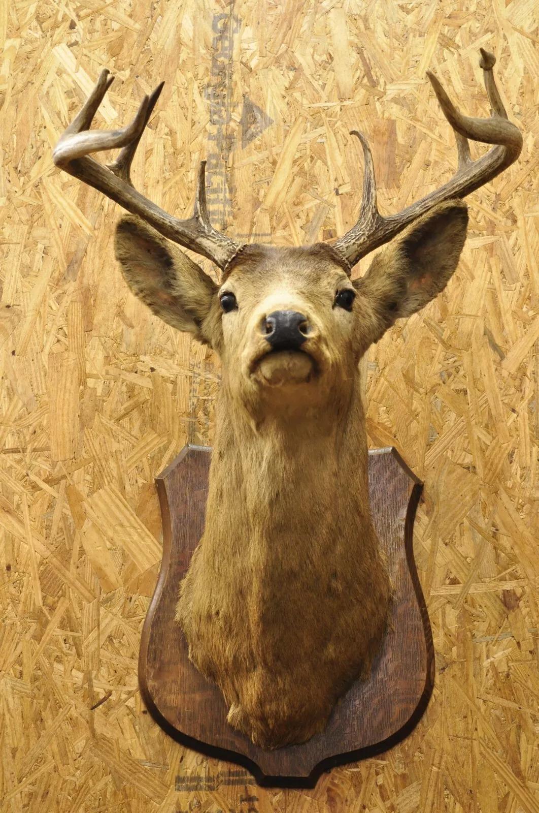 Vintage Red Deer Shoulder Mount Antler Horn Rack Taxidermy Cabin Wall Decor #2 For Sale 6