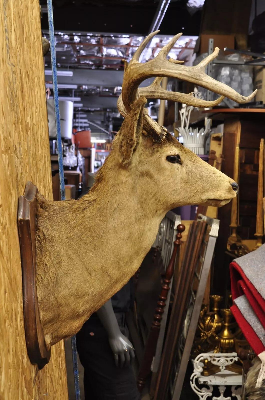 Rustic Vintage Red Deer Shoulder Mount Antler Horn Rack Taxidermy Cabin Wall Decor #2 For Sale