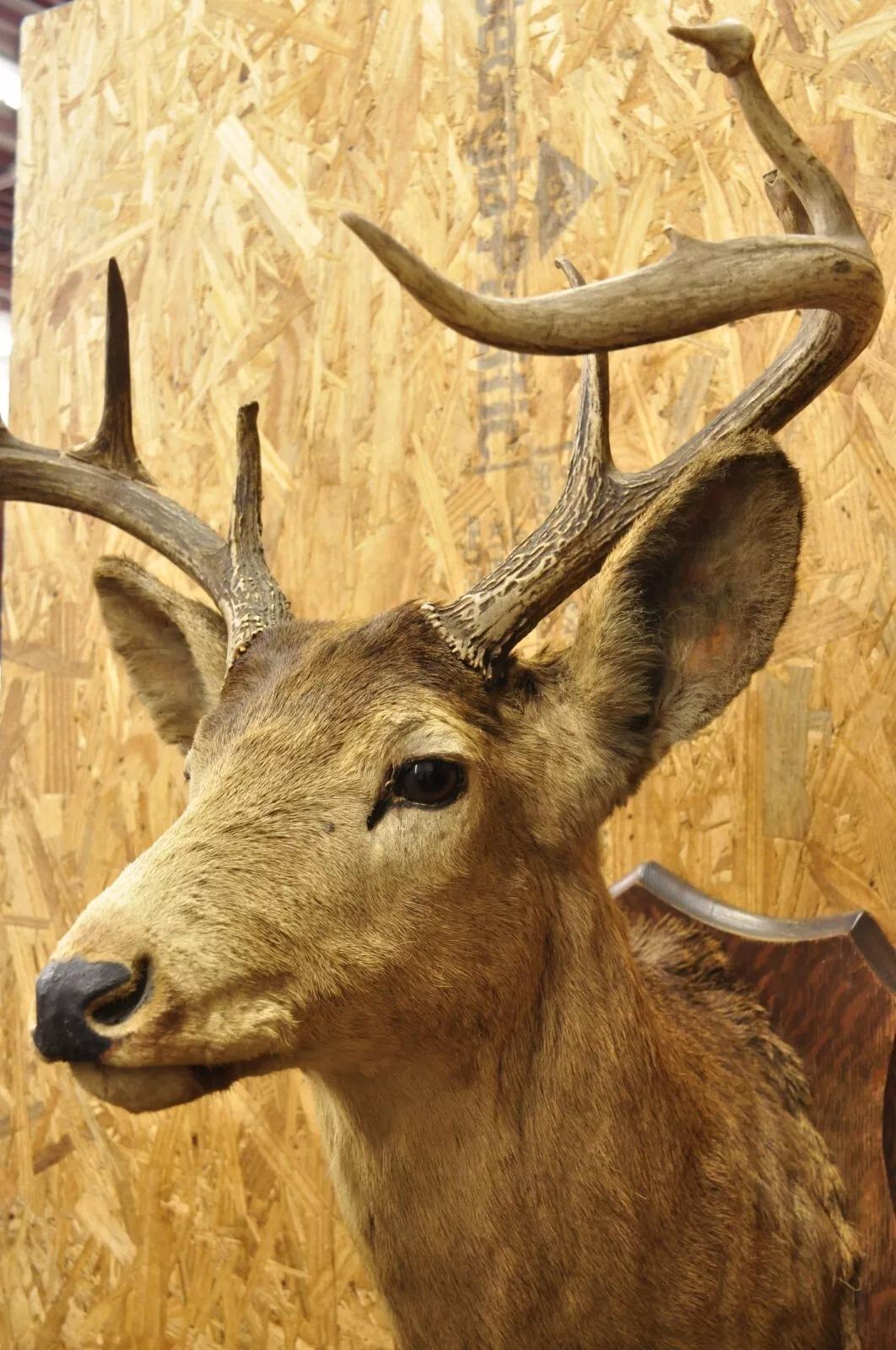 Unknown Vintage Red Deer Shoulder Mount Antler Horn Rack Taxidermy Cabin Wall Decor #2 For Sale