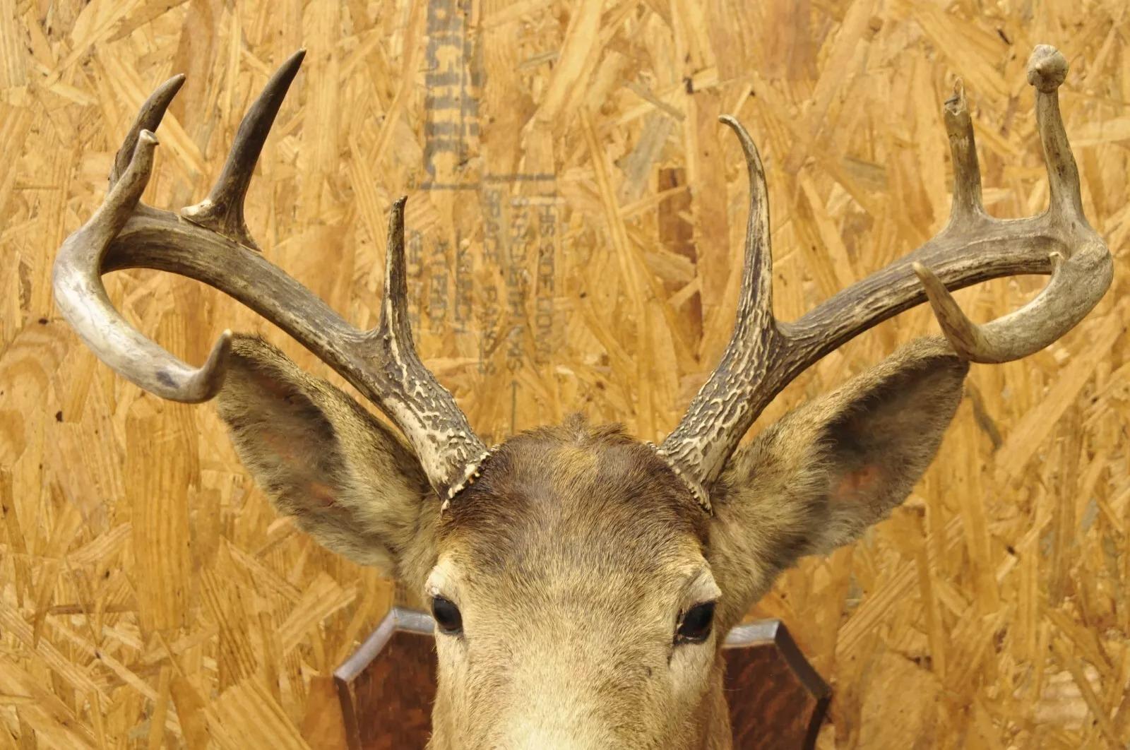 Vintage Red Deer Shoulder Mount Antler Horn Rack Taxidermy Cabin Wall Decor #2 In Good Condition For Sale In Philadelphia, PA