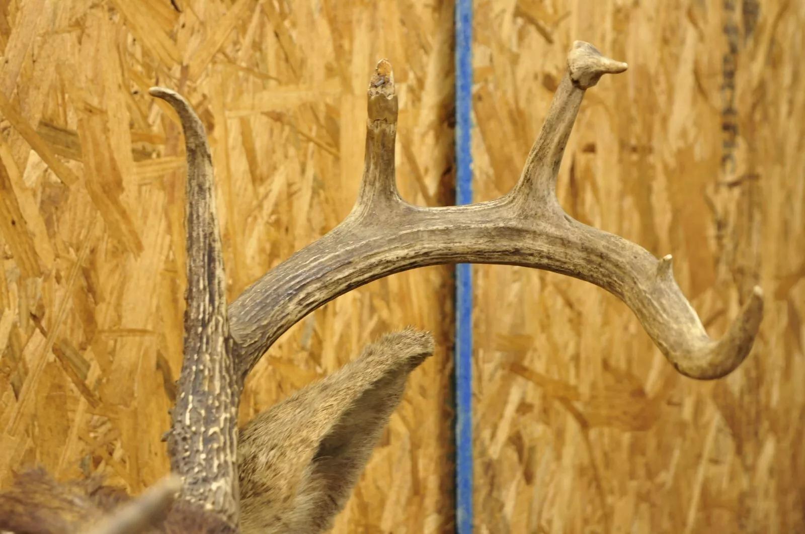 20th Century Vintage Red Deer Shoulder Mount Antler Horn Rack Taxidermy Cabin Wall Decor #2 For Sale