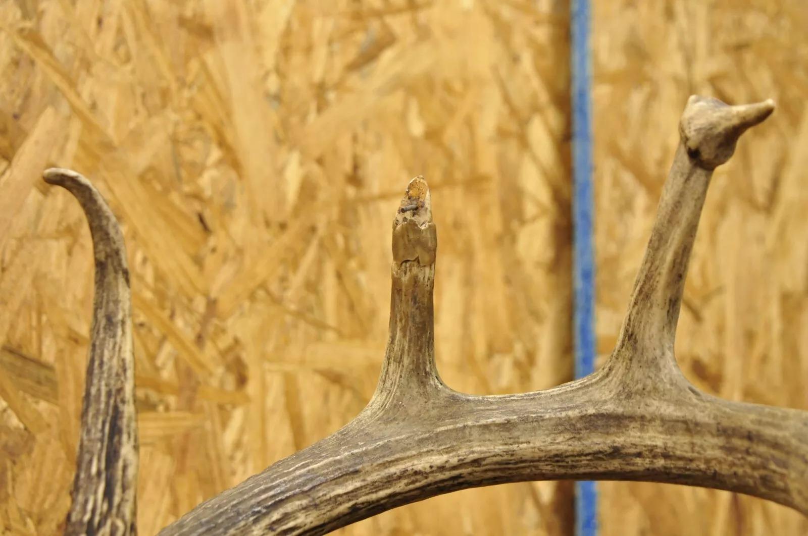 Vintage Red Deer Shoulder Mount Antler Horn Rack Taxidermy Cabin Wall Decor #2 For Sale 1