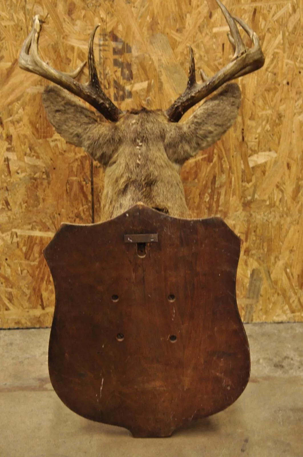 Vintage Red Deer Shoulder Mount Antler Horn Rack Taxidermy Cabin Wall Decor #2 For Sale 2