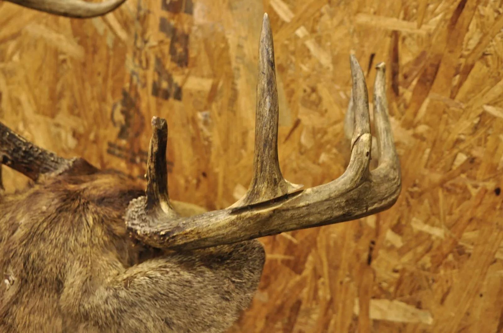 Vintage Red Deer Shoulder Mount Antler Horn Rack Taxidermy Cabin Wall Decor #2 For Sale 3