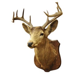 Vintage Rotwild Schulter Mount Geweih Horn Rack Taxidermie Cabine Wanddekor #2