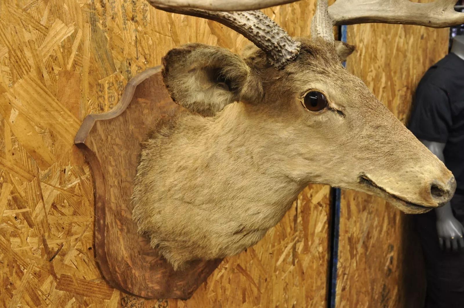 Vintage Ciervo Rojo Montaje en el Hombro Cuerno de Asta Taxidermia Cabina Decoración de Pared Desconocido