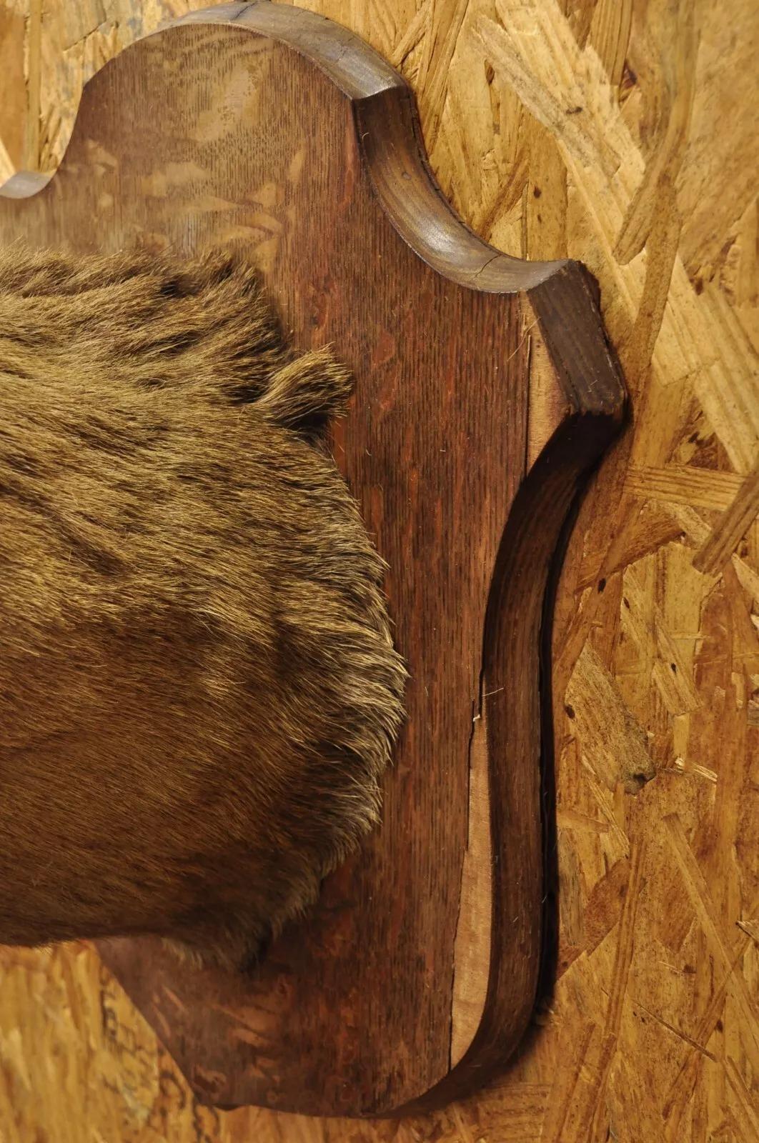 Vintage Ciervo Rojo Montaje en el Hombro Cuerno de Asta Taxidermia Cabina Decoración de Pared 3