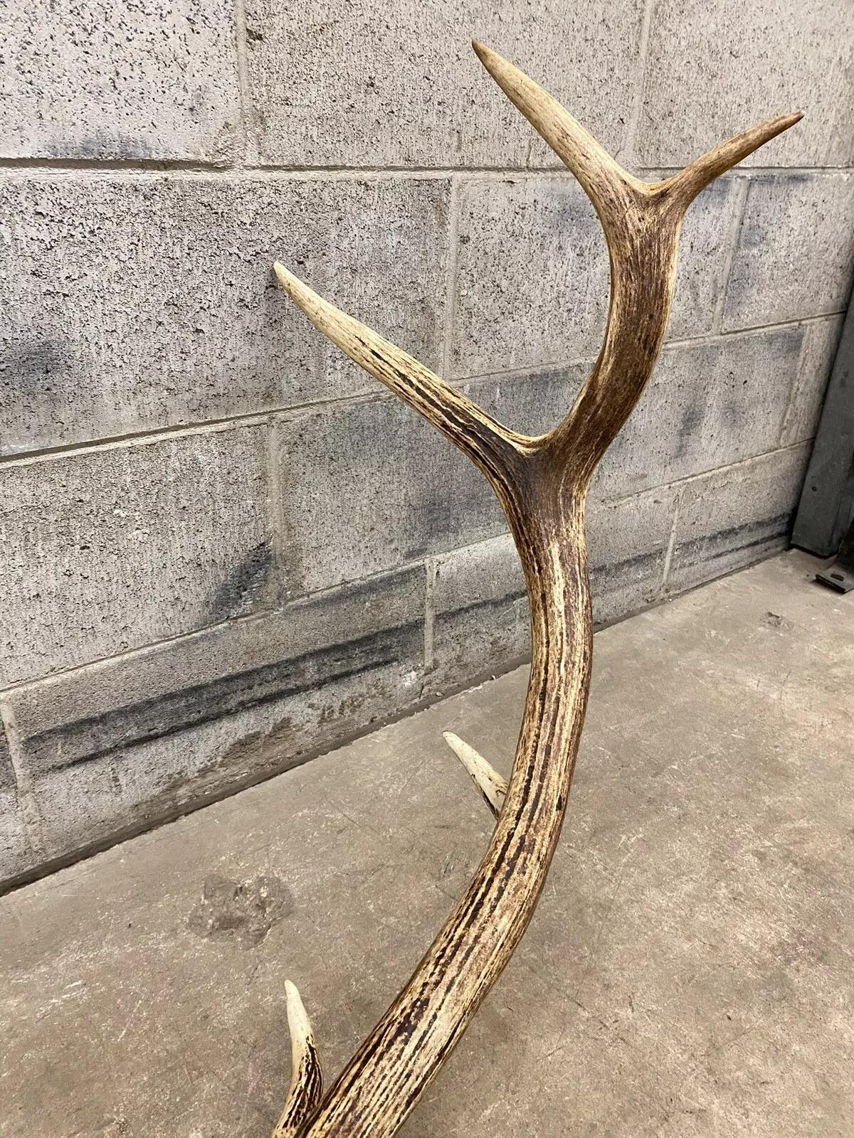 Vintage Red Deer Skull Antlers Taxidermy Horn Mount Mancave Wall Decor 4