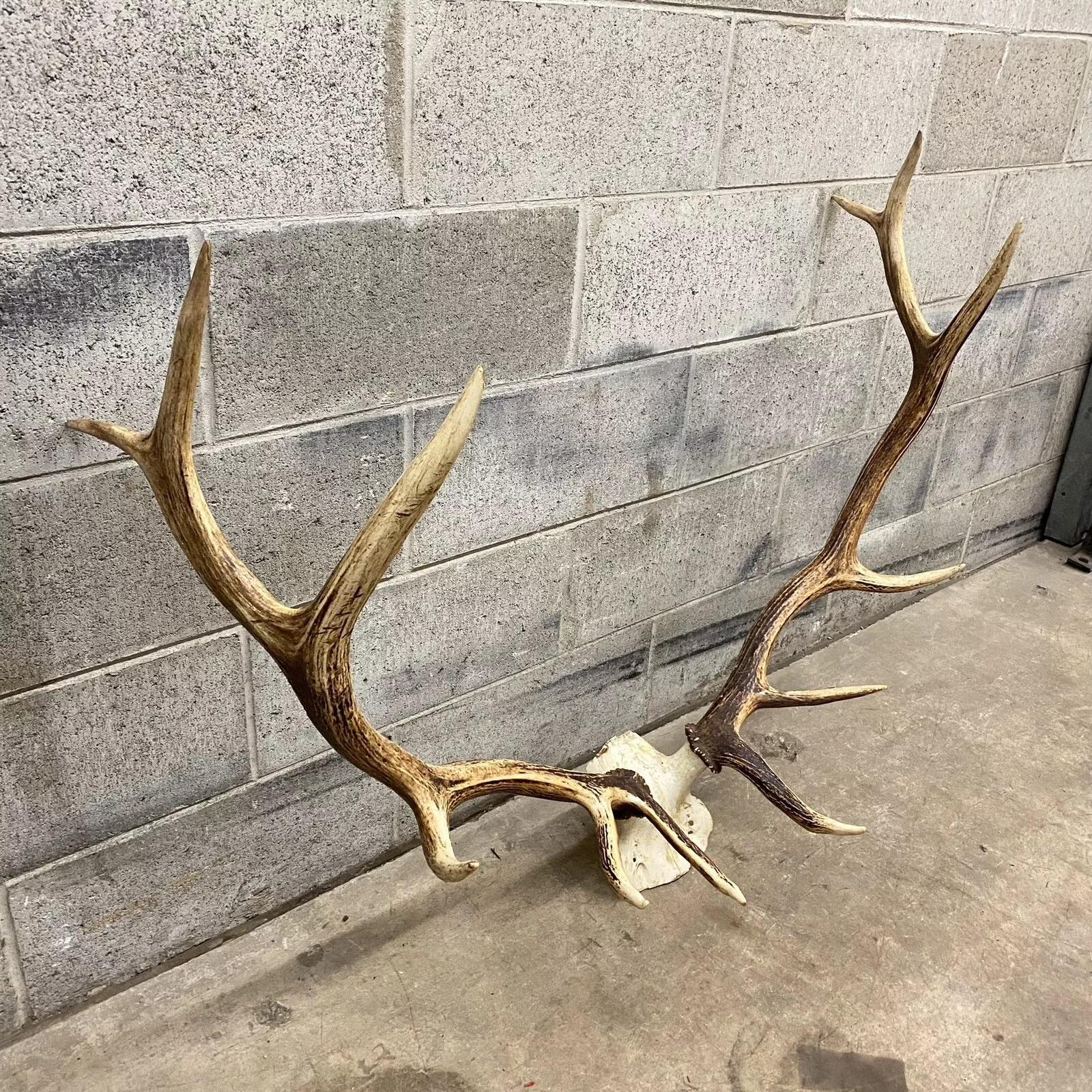 Vintage Red Deer Skull Antlers Taxidermy Horn Mount Mancave Wall Decor. Circa alla fine del XX secolo. Misure (complessive): 31