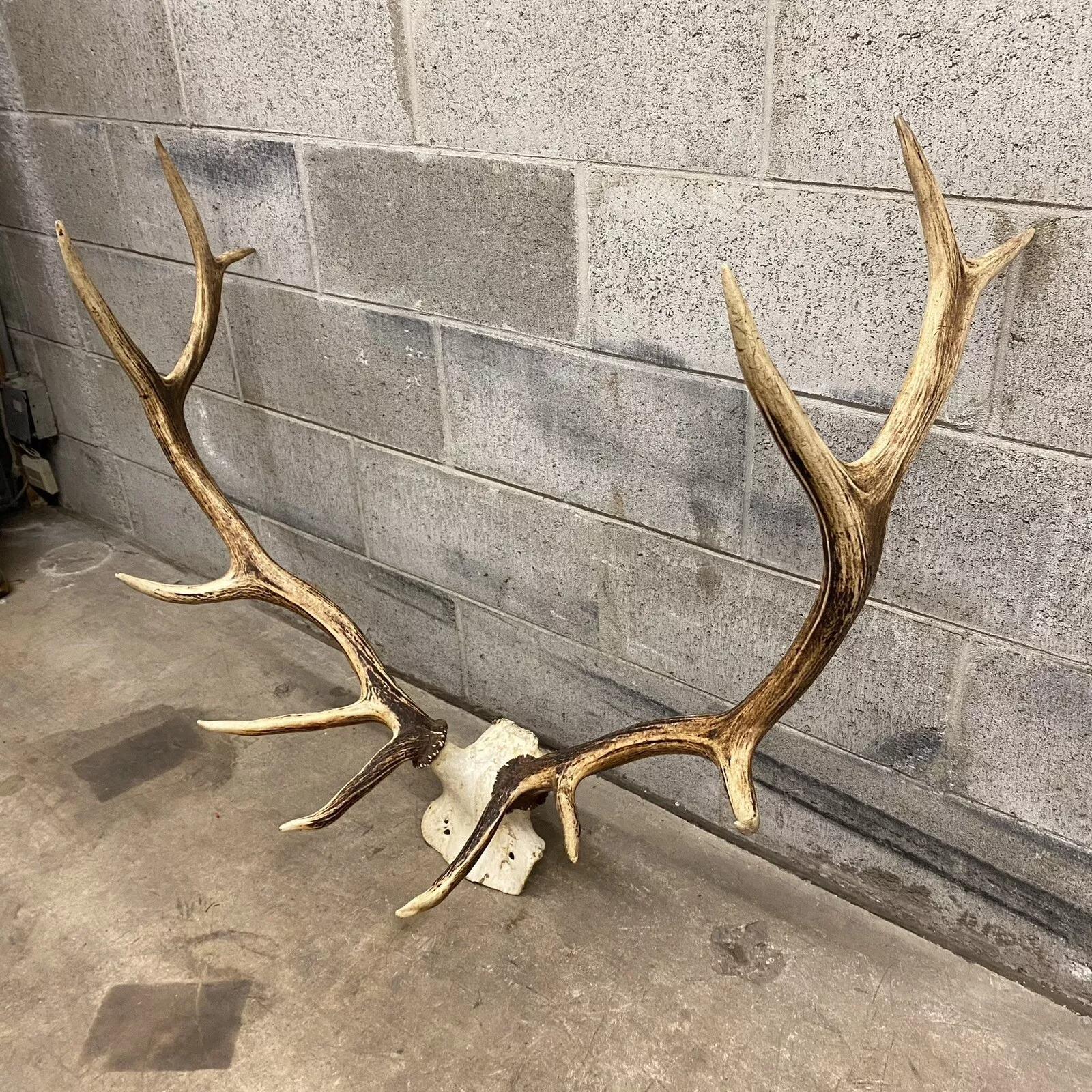 Rustico Vintage Red Deer Skull Antlers Taxidermy Horn Mount Mancave Wall Decor