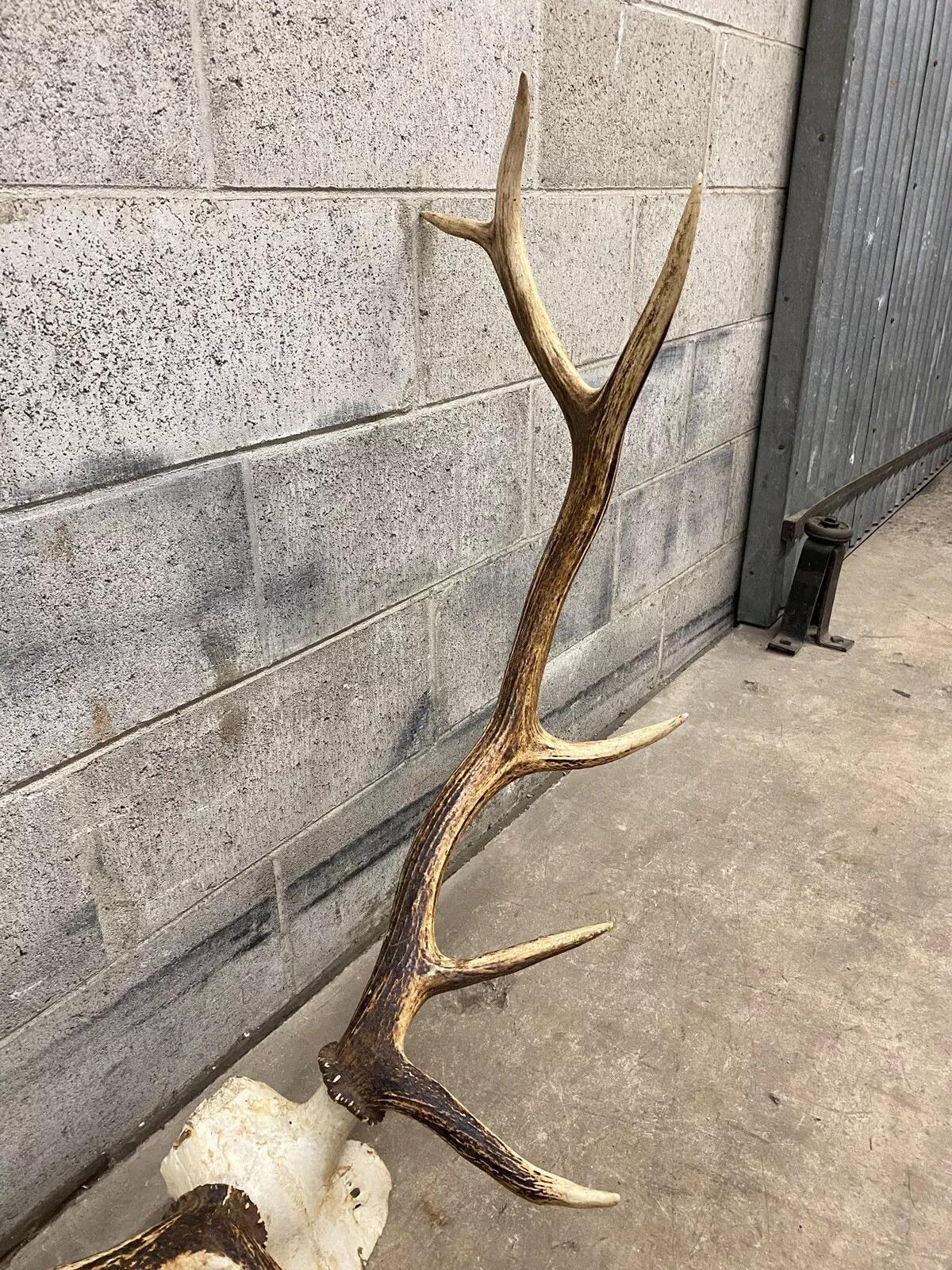 Vintage Red Deer Skull Antlers Taxidermy Horn Mount Mancave Wall Decor In condizioni buone a Philadelphia, PA