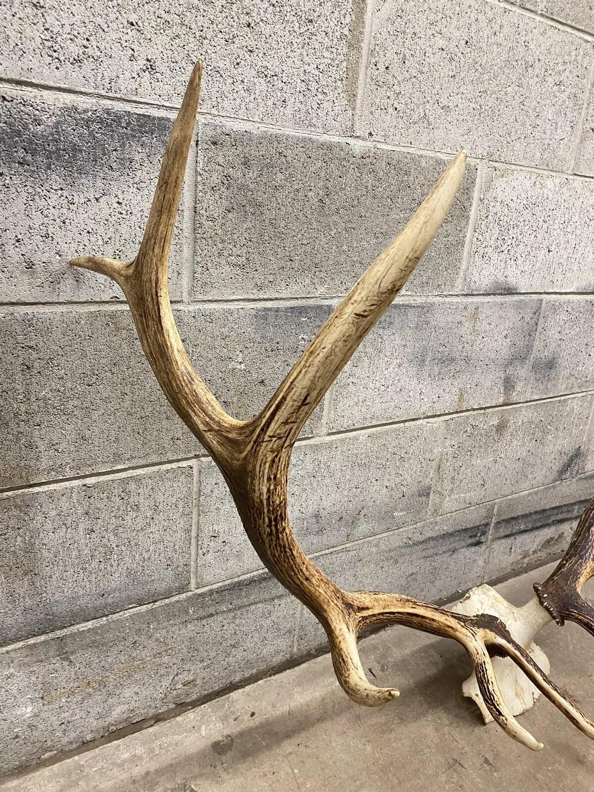 XX secolo Vintage Red Deer Skull Antlers Taxidermy Horn Mount Mancave Wall Decor