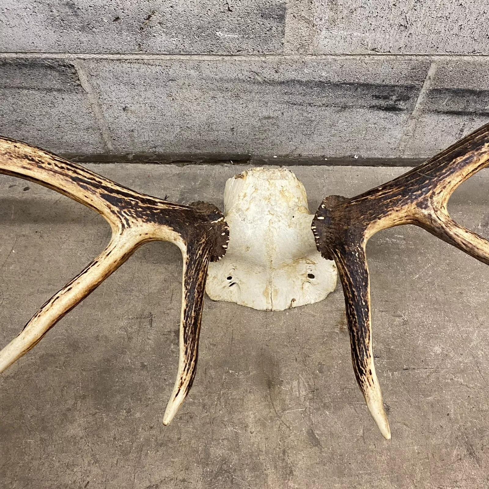 Palco Vintage Red Deer Skull Antlers Taxidermy Horn Mount Mancave Wall Decor