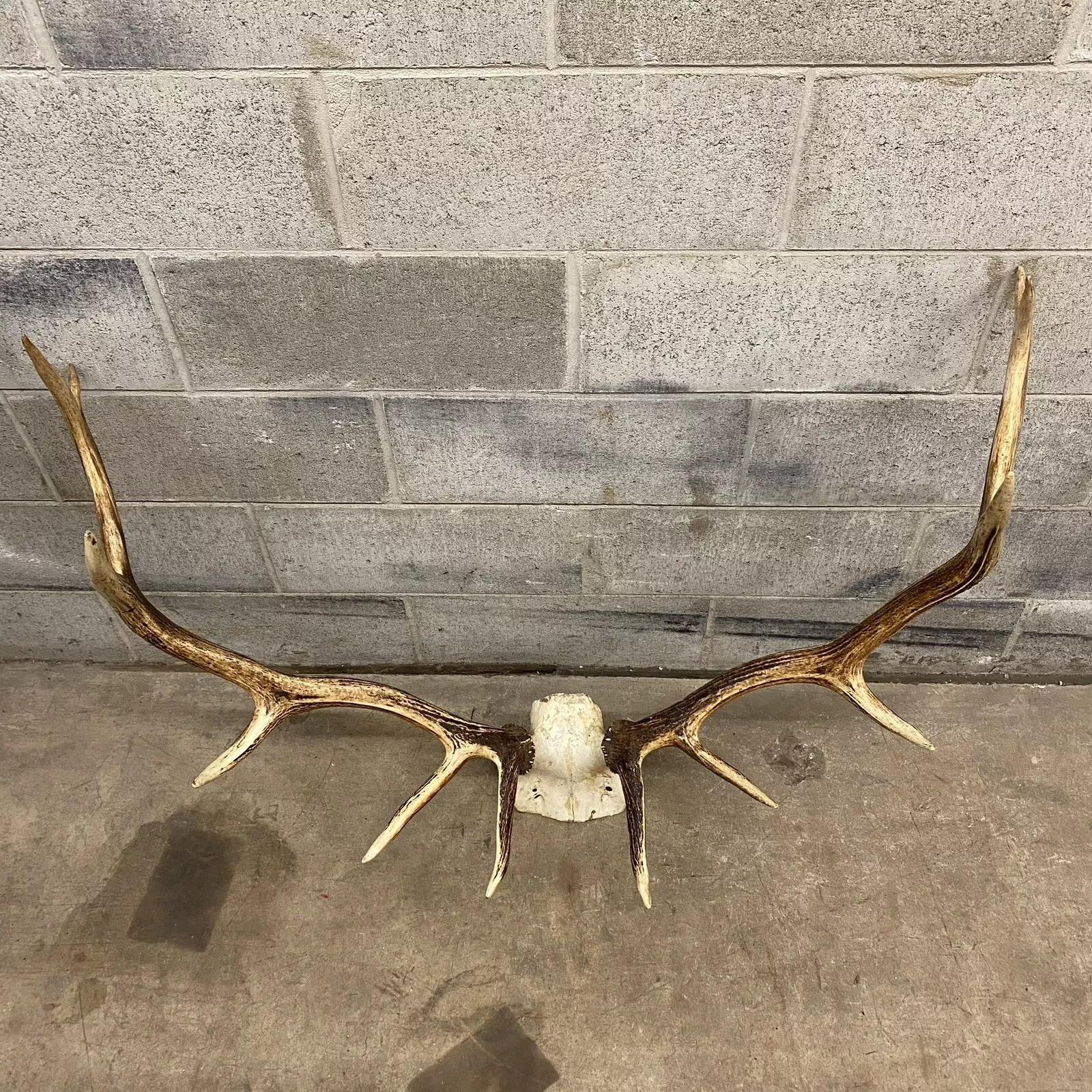 Vintage Red Deer Skull Antlers Taxidermy Horn Mount Mancave Wall Decor 1
