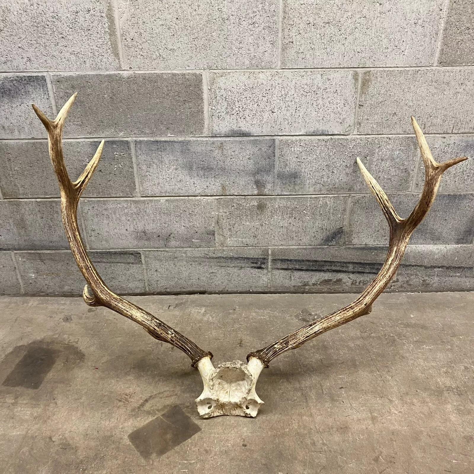 Vintage Red Deer Skull Antlers Taxidermy Horn Mount Mancave Wall Decor 2