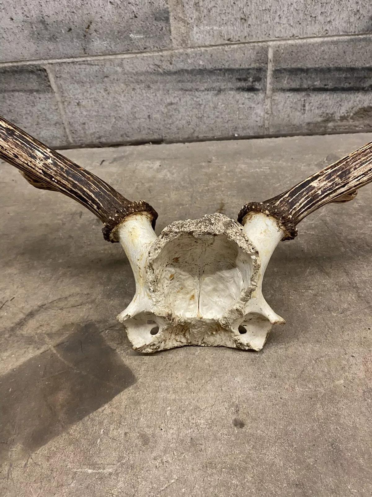 Vintage Red Deer Skull Antlers Taxidermy Horn Mount Mancave Wall Decor 3